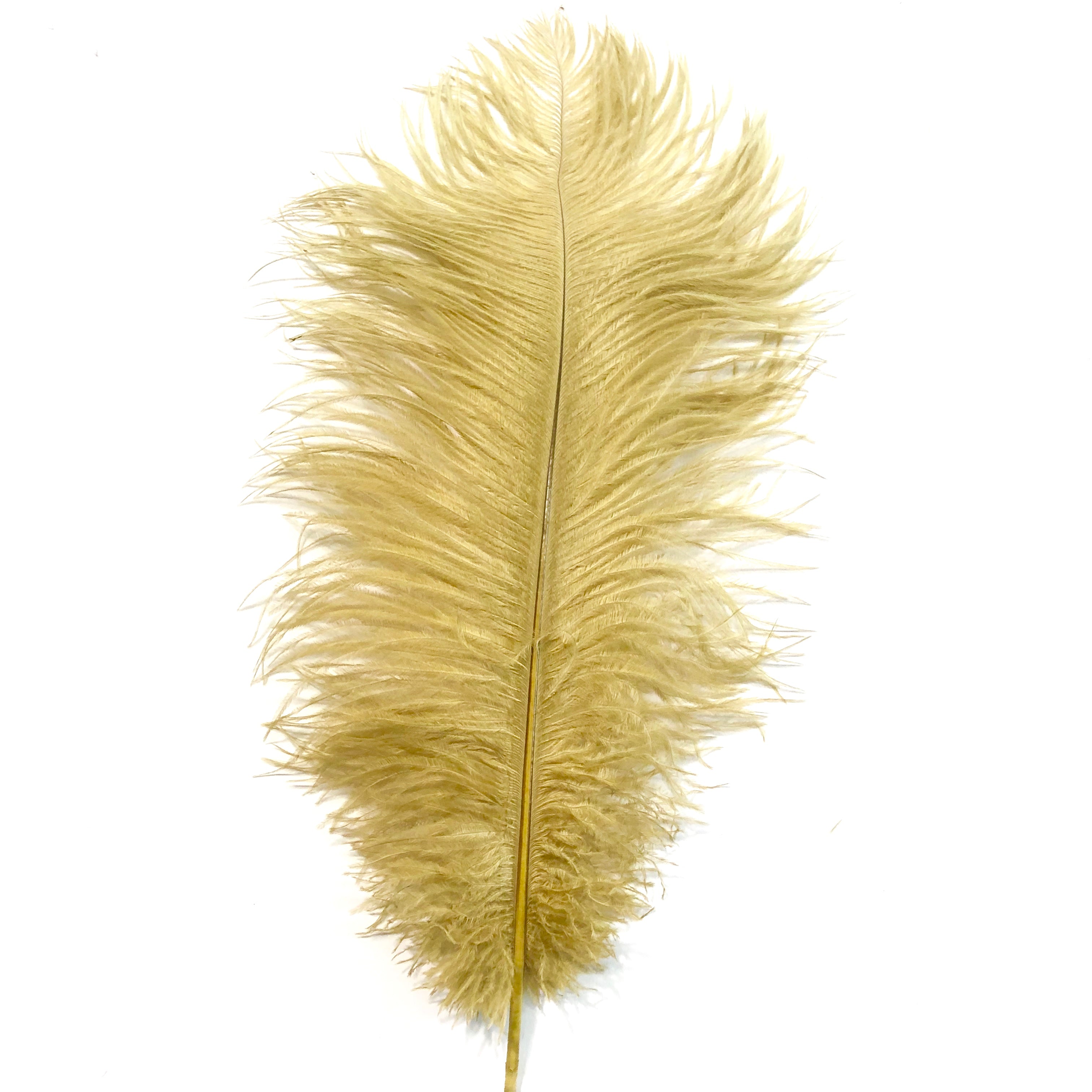 Ostrich Drab Feather 27-32cm - Gold *Seconds* Pack of 5