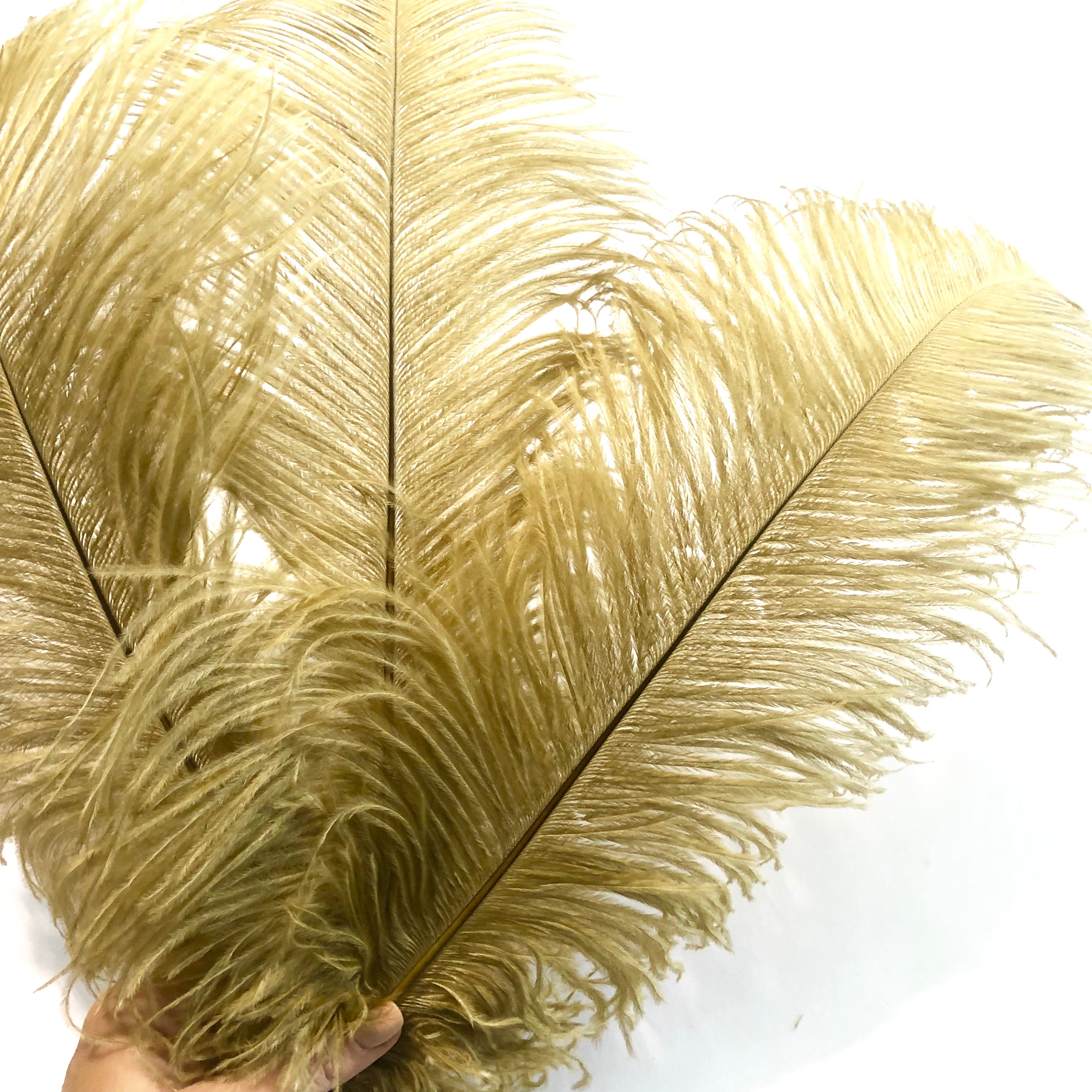 Ostrich Drab Feather 27-32cm - Gold *Seconds* Pack of 5