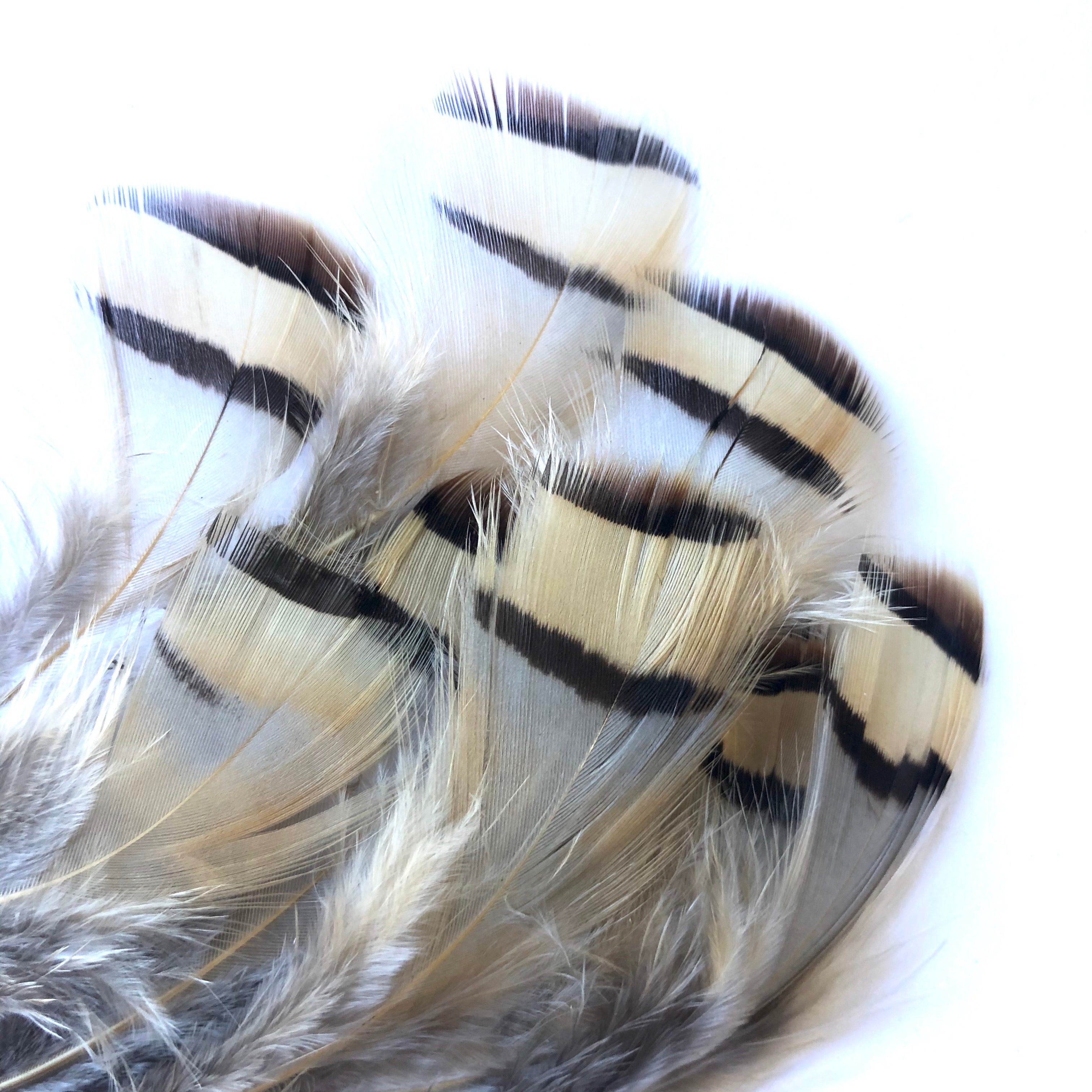Natural Chukar Partridge Feather Plumage x 10pcs
