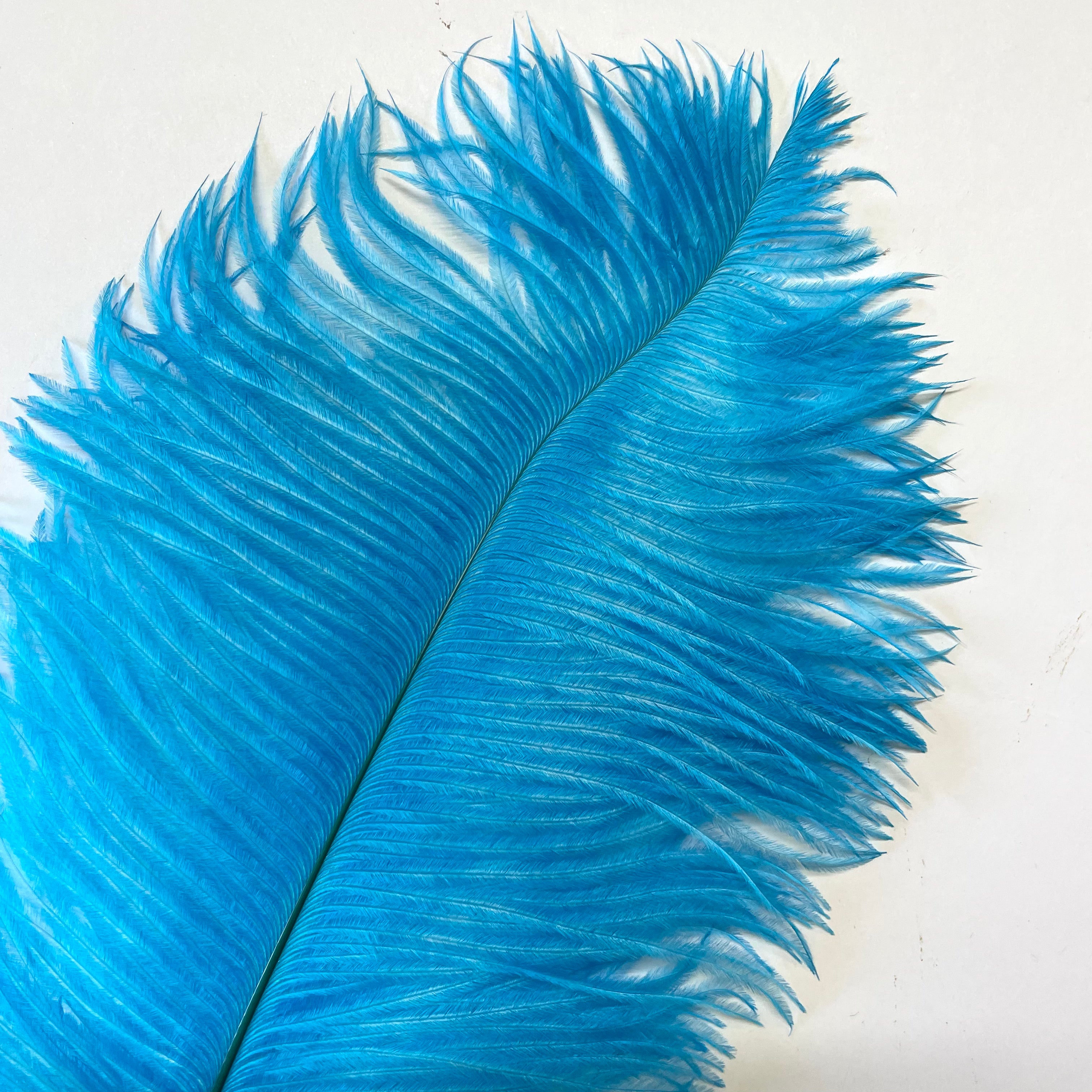Ostrich Drab Feather 27-32cm - Aqua *Seconds* Pack of 5