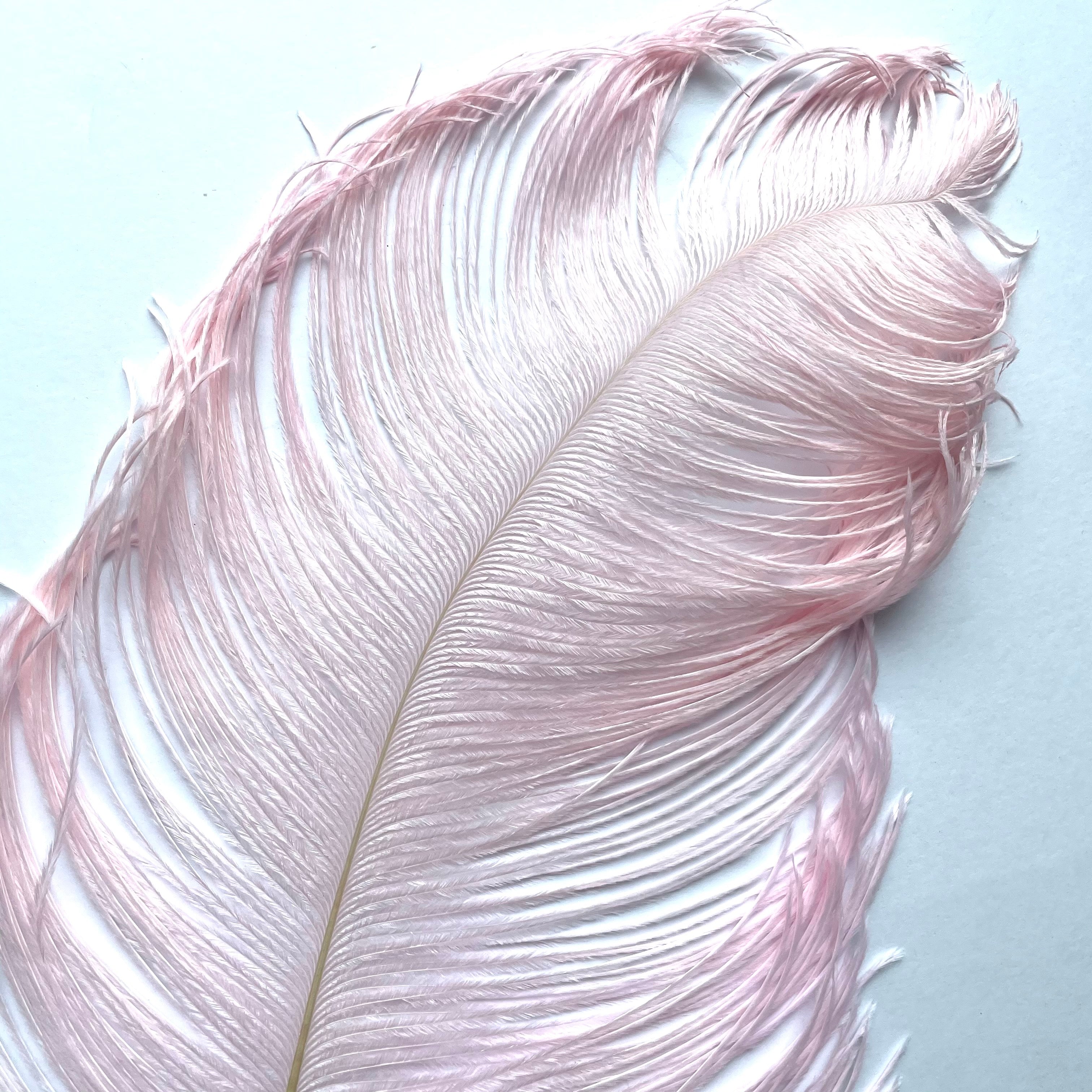 Ostrich Wing Feather Plumes 50-55cm (20-22") - Light Pink ((SECONDS))