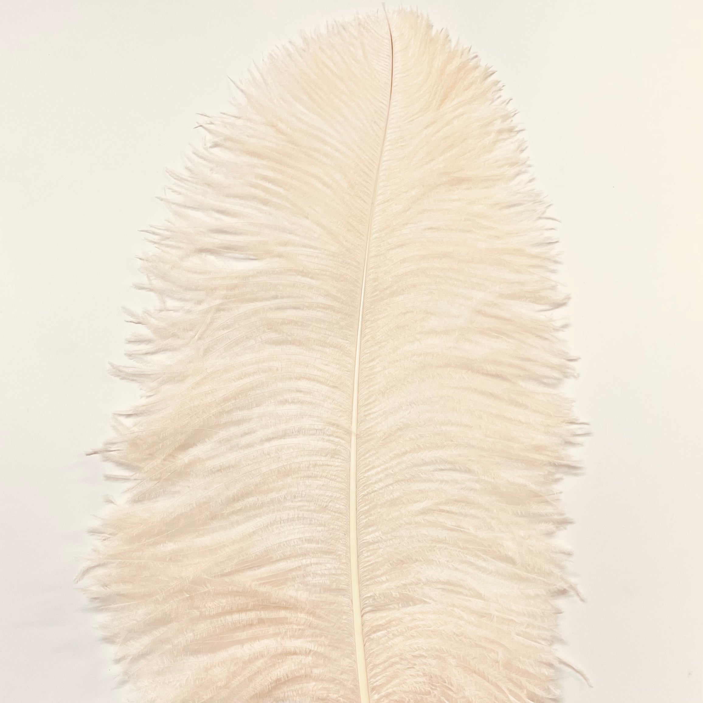 Ostrich Wing Feather Plumes 60-65cm (24-26") - Champagne ((SECONDS))