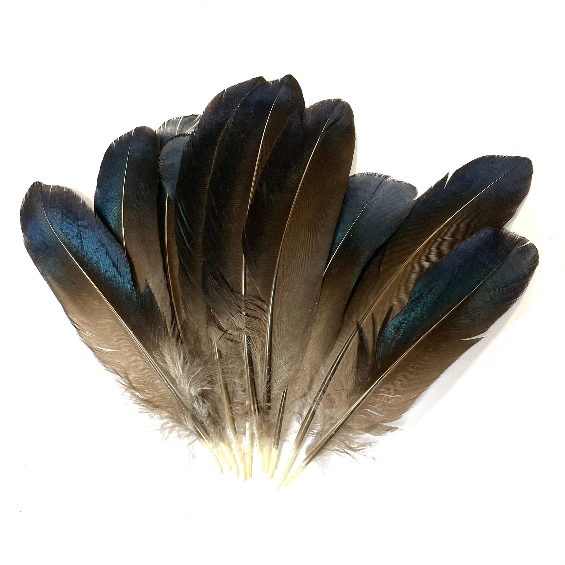 Natural Mallard Duck Iridescent Wing Feathers x 10 pcs ( Style 2 )