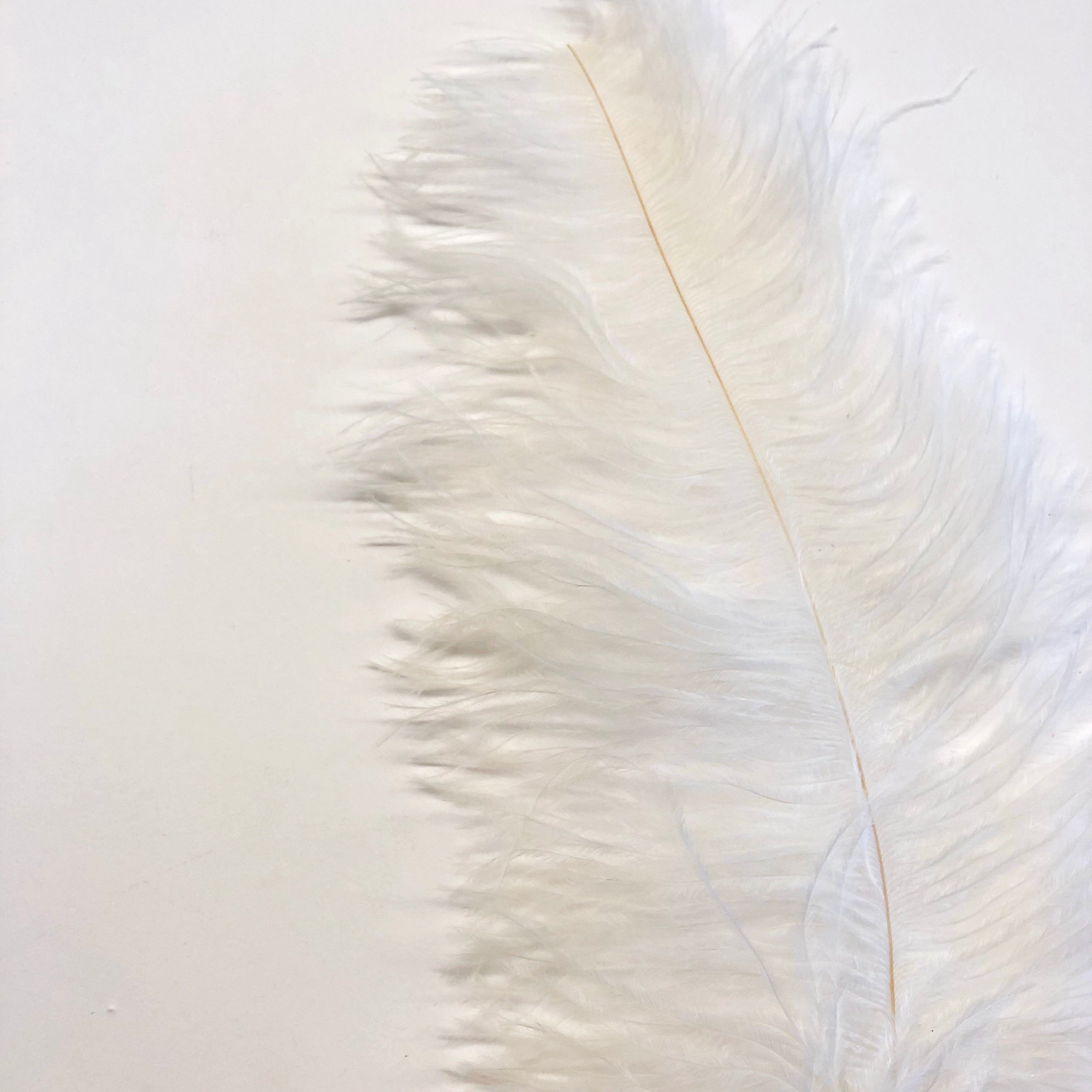 Ostrich Blondine Feather 25-40cm x 5 pcs - Ivory ((SECONDS))