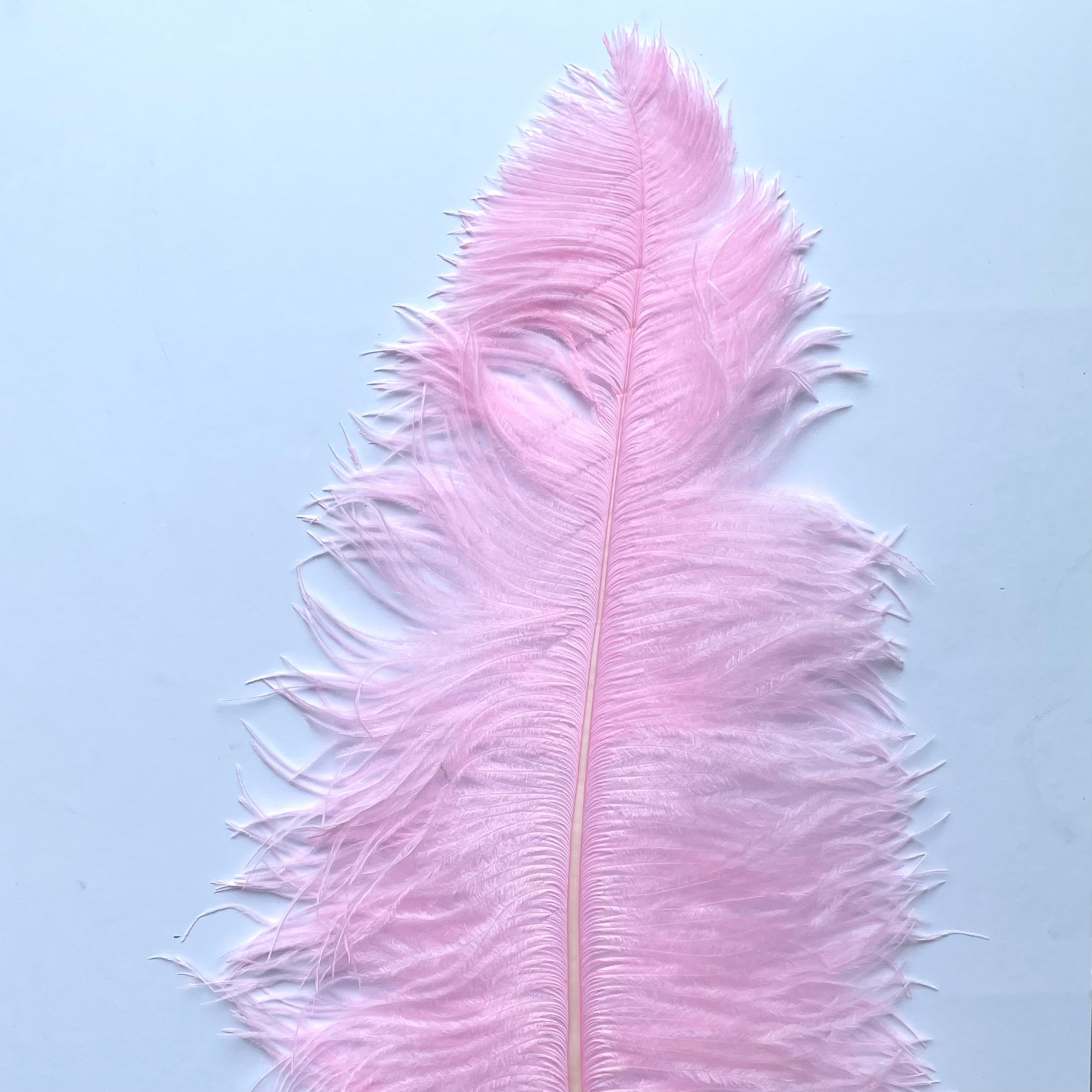 Ostrich Wing Feather Plumes 50-55cm (20-22") - Pink