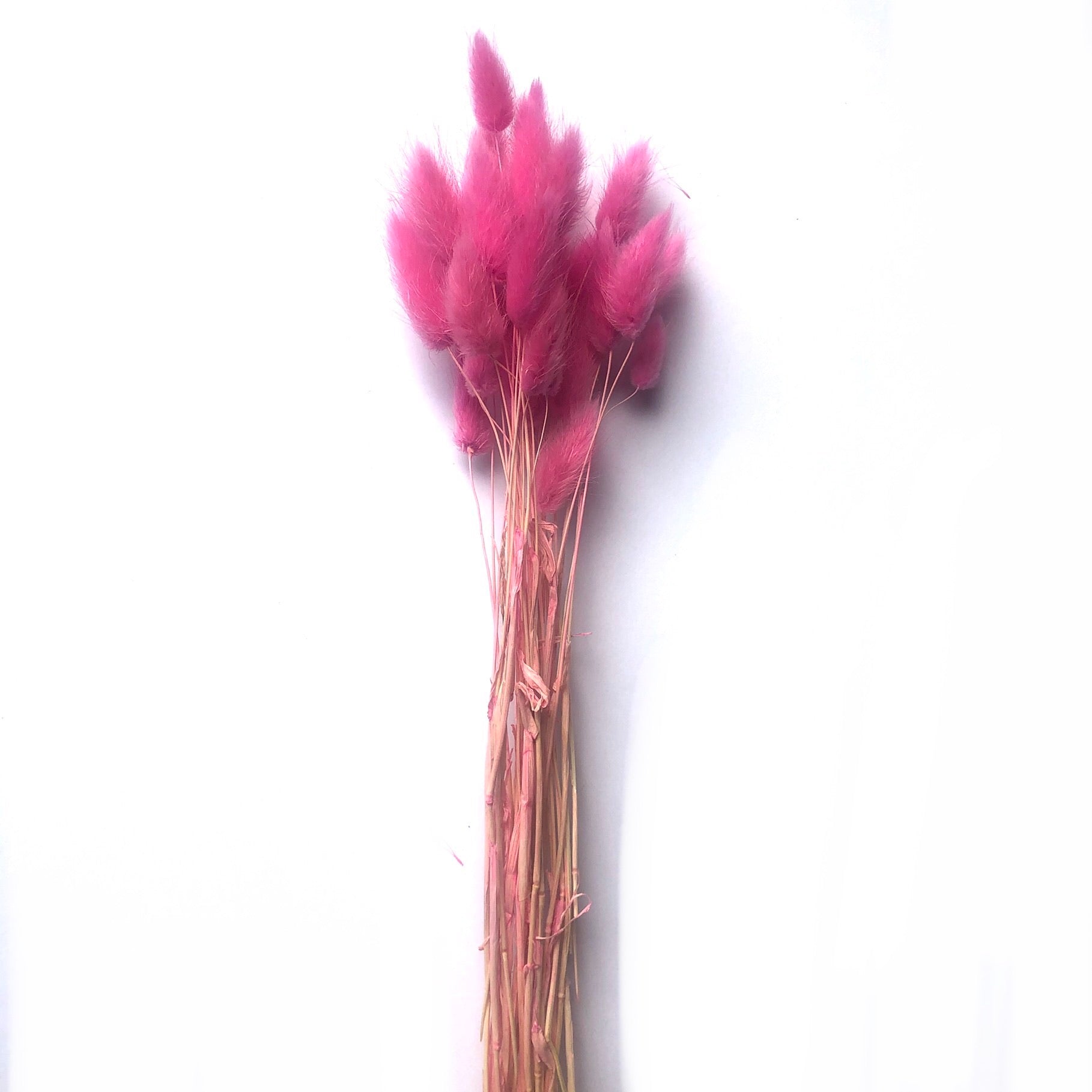 Natural Dried Rabbit Tail Grass Flower Stem Bunch - Hot Pink