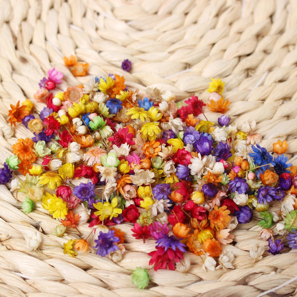 Natural Dry Mini Daisy Flower Heads 200pcs - Assorted Colours