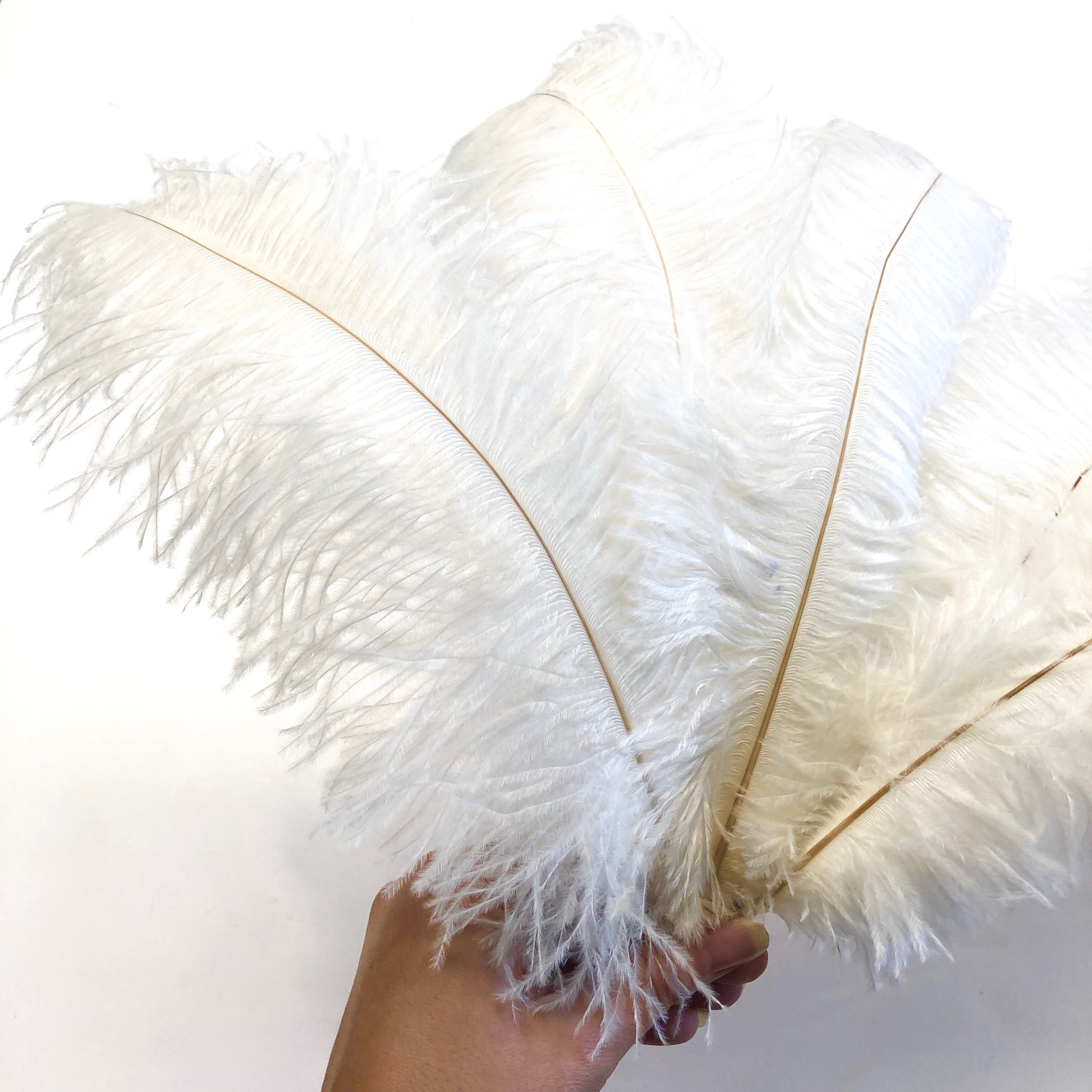Ostrich Blondine Feather 25-40cm - Ivory