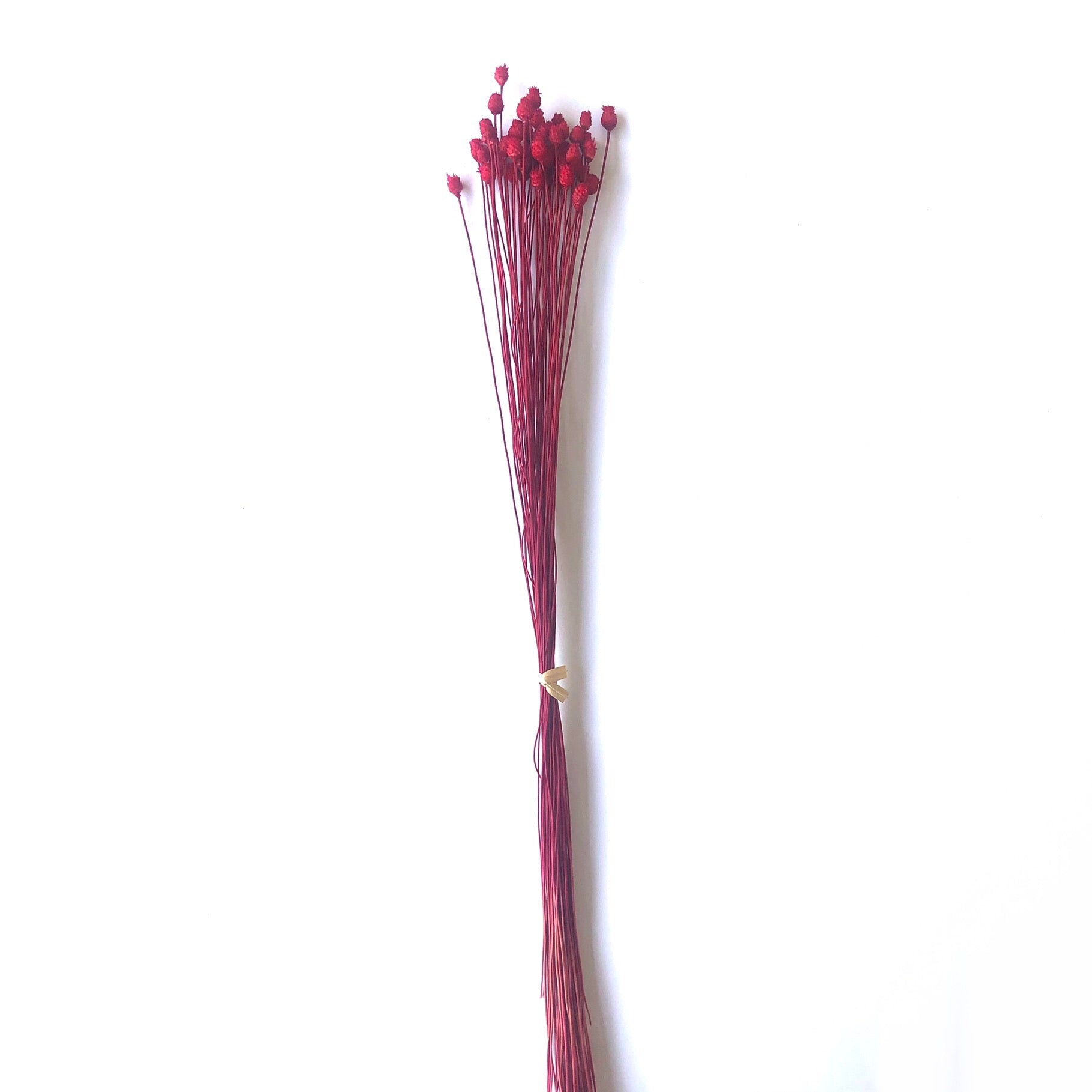 Natural Dry Mini Happy Flower Stems - Red