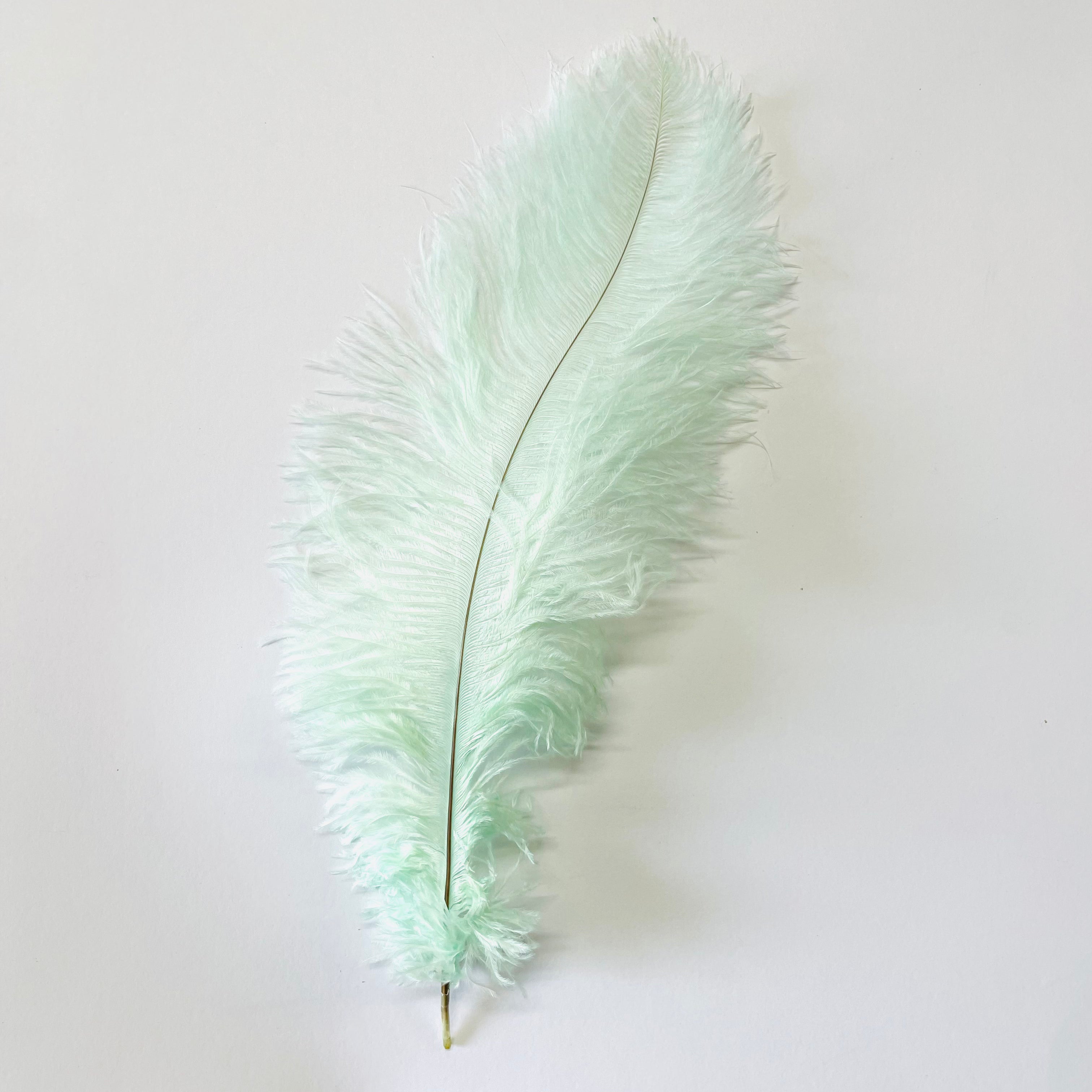 Ostrich Blondine Feather 25-40cm - Mint Green