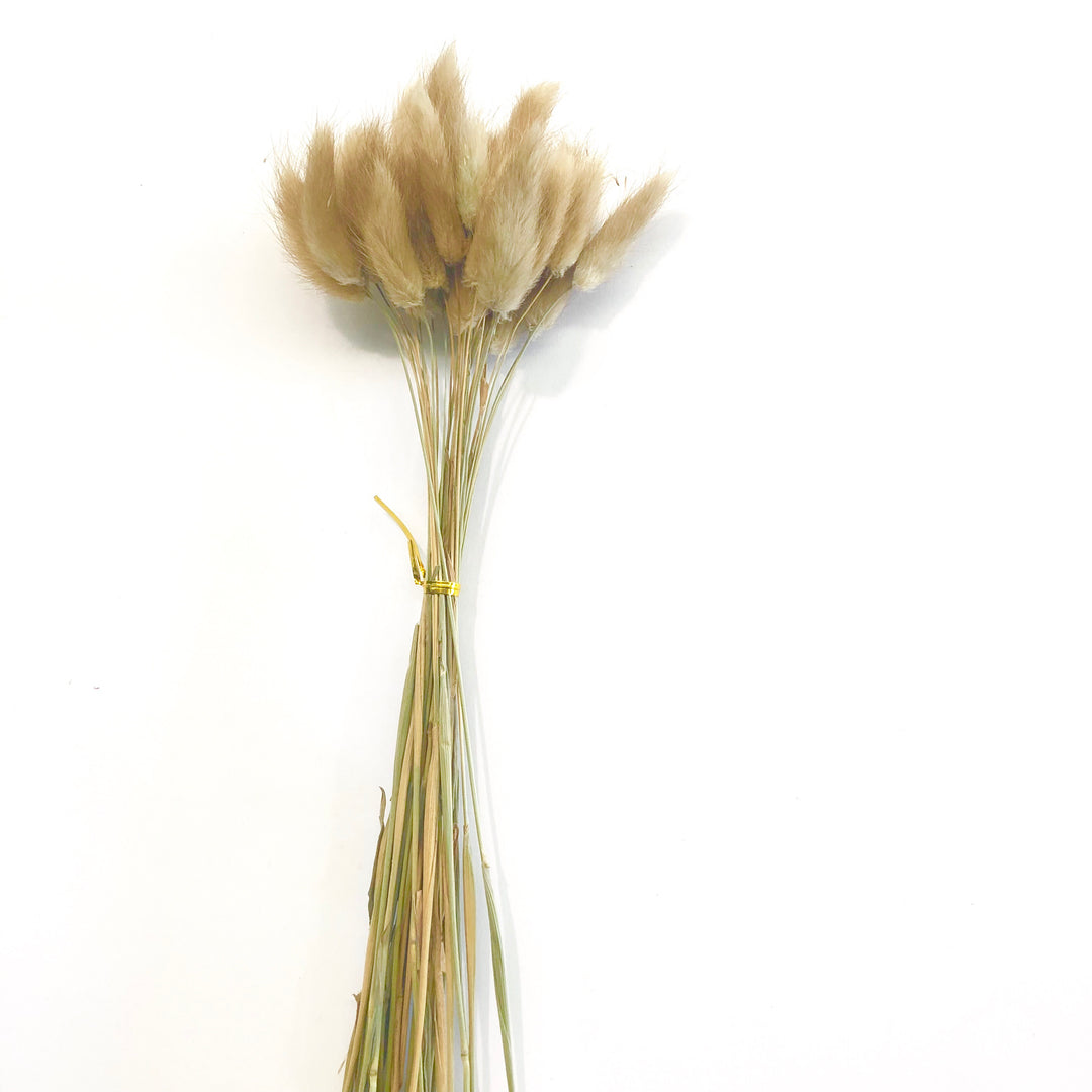 Natural Dried Rabbit Tail Grass Flower Stem Bunch - Primary Brown ((BU ...