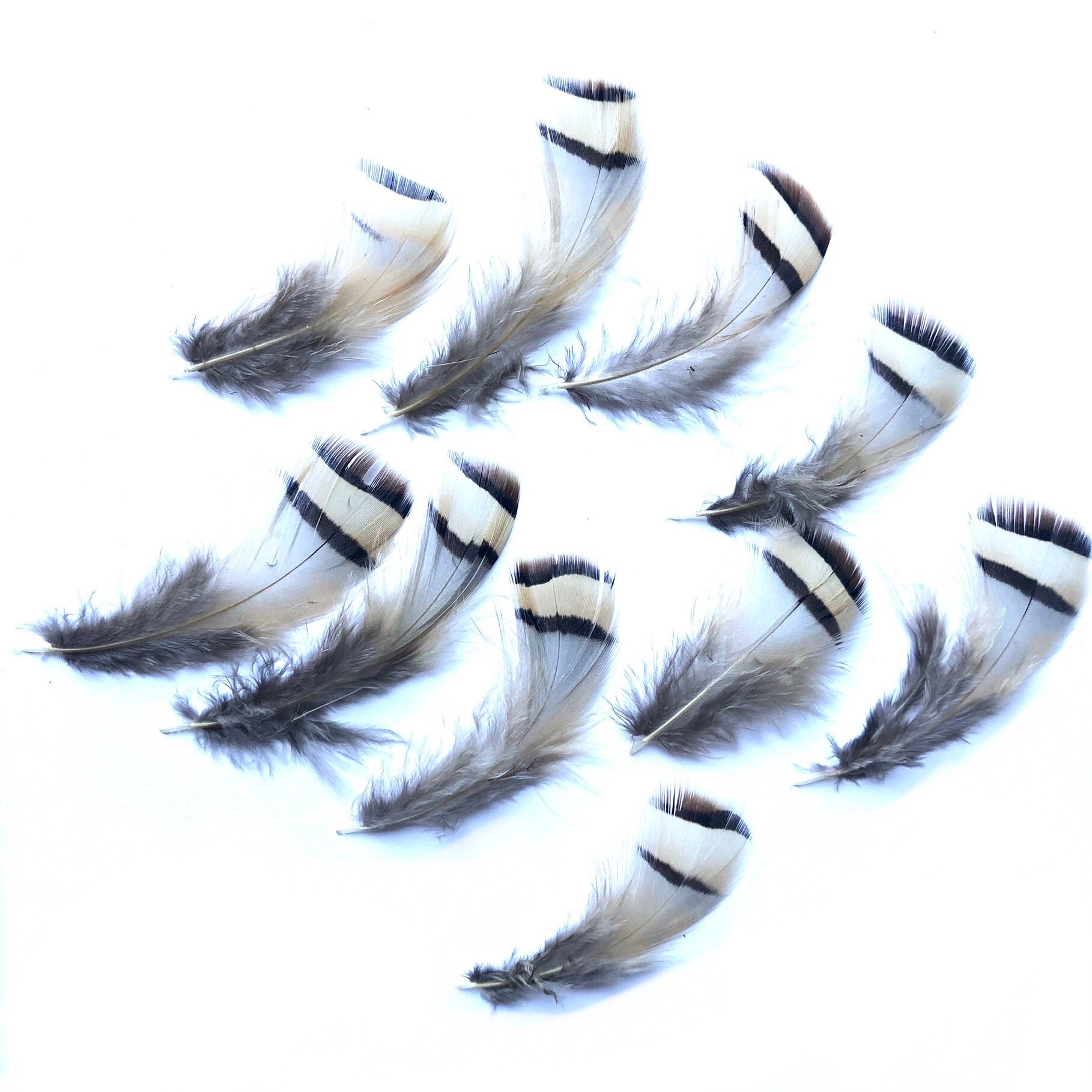 Natural Chukar Partridge Feather Plumage x 10pcs