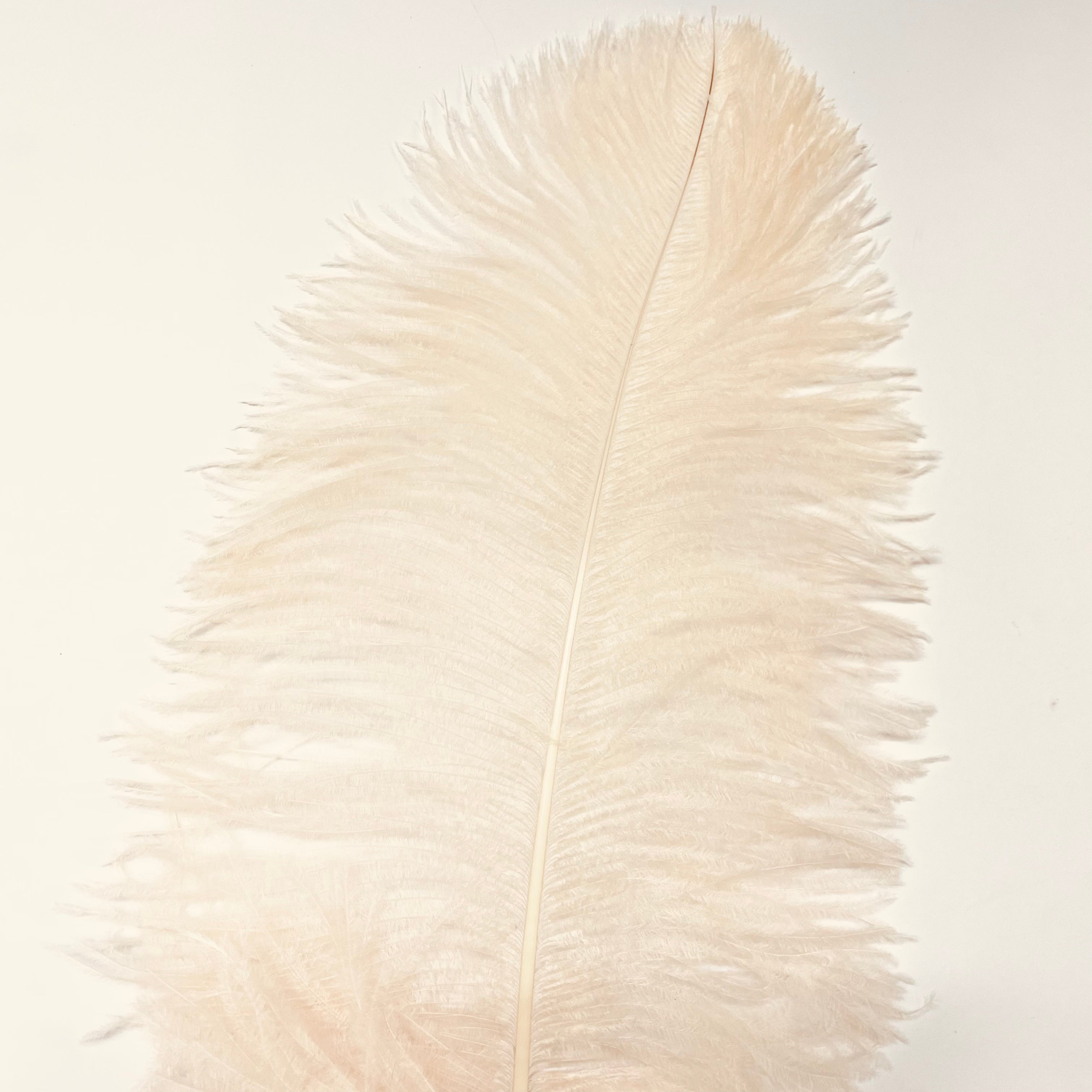 Ostrich Wing Feather Plumes 50-55cm (20-22") - Champagne ((SECONDS))