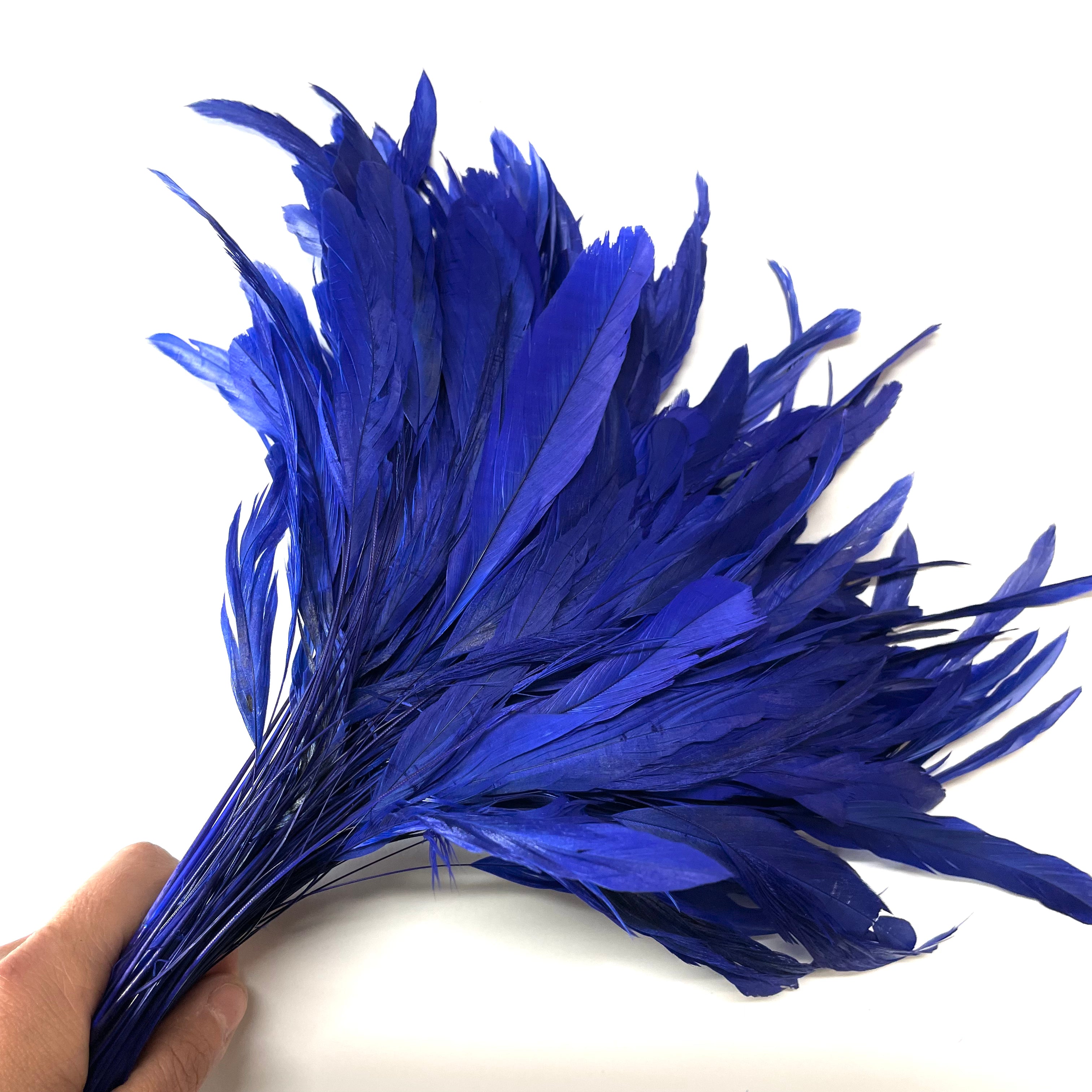 Stripped Coque Tail Feathers 10 grams - Royal Blue