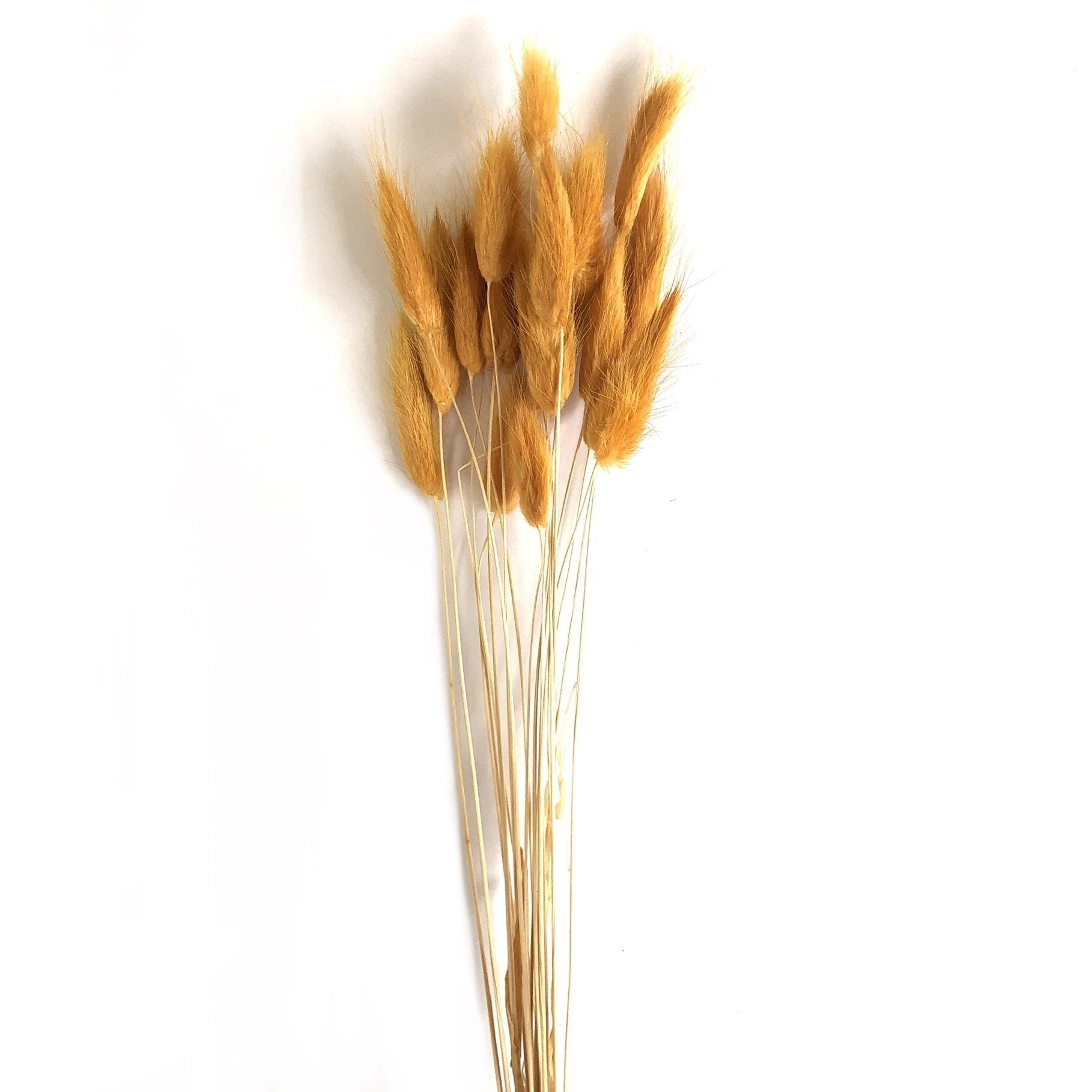 Natural Dried Rabbit Tail Grass Flower Stem Bunch - Soft Orange