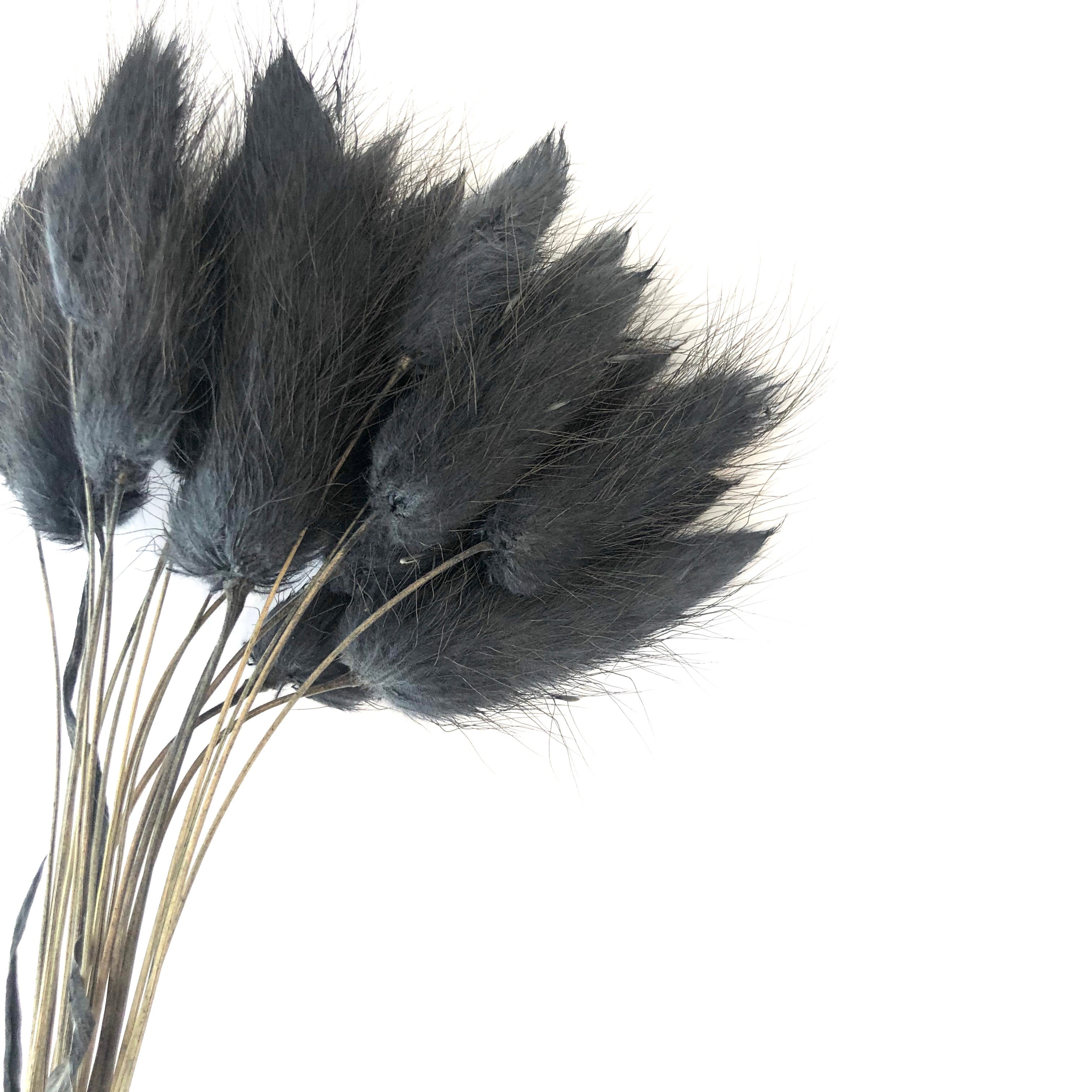 Natural Dried Rabbit Tail Grass Flower Stem Bunch - Black