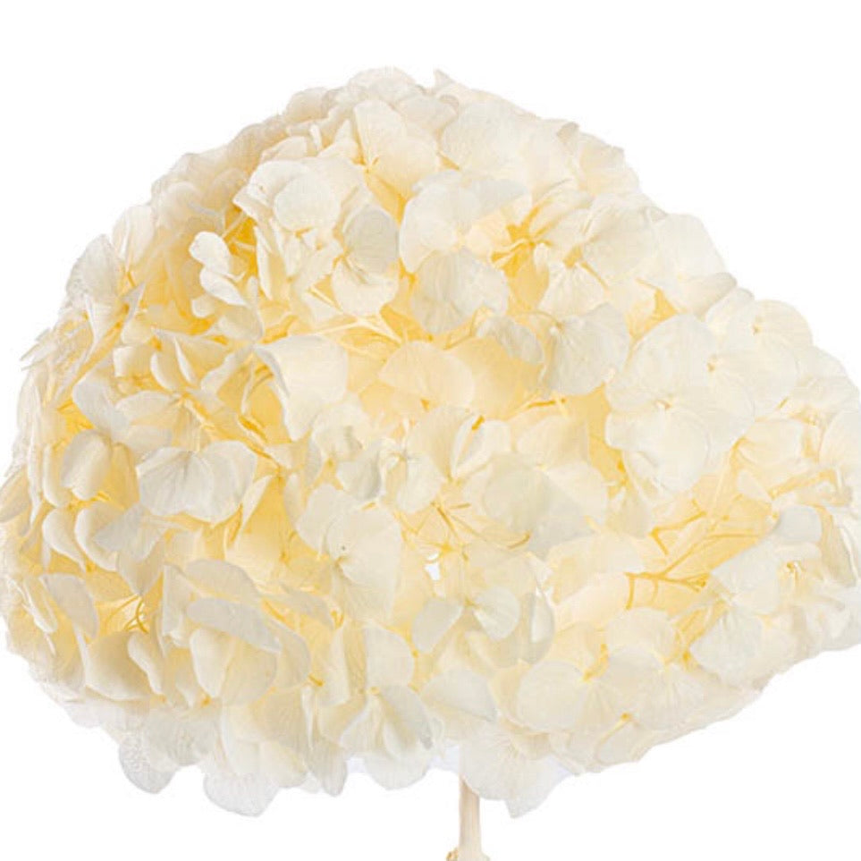 Natural Preserved Dried Large Petal Hydrangea Stem - Cream ((SECONDS))