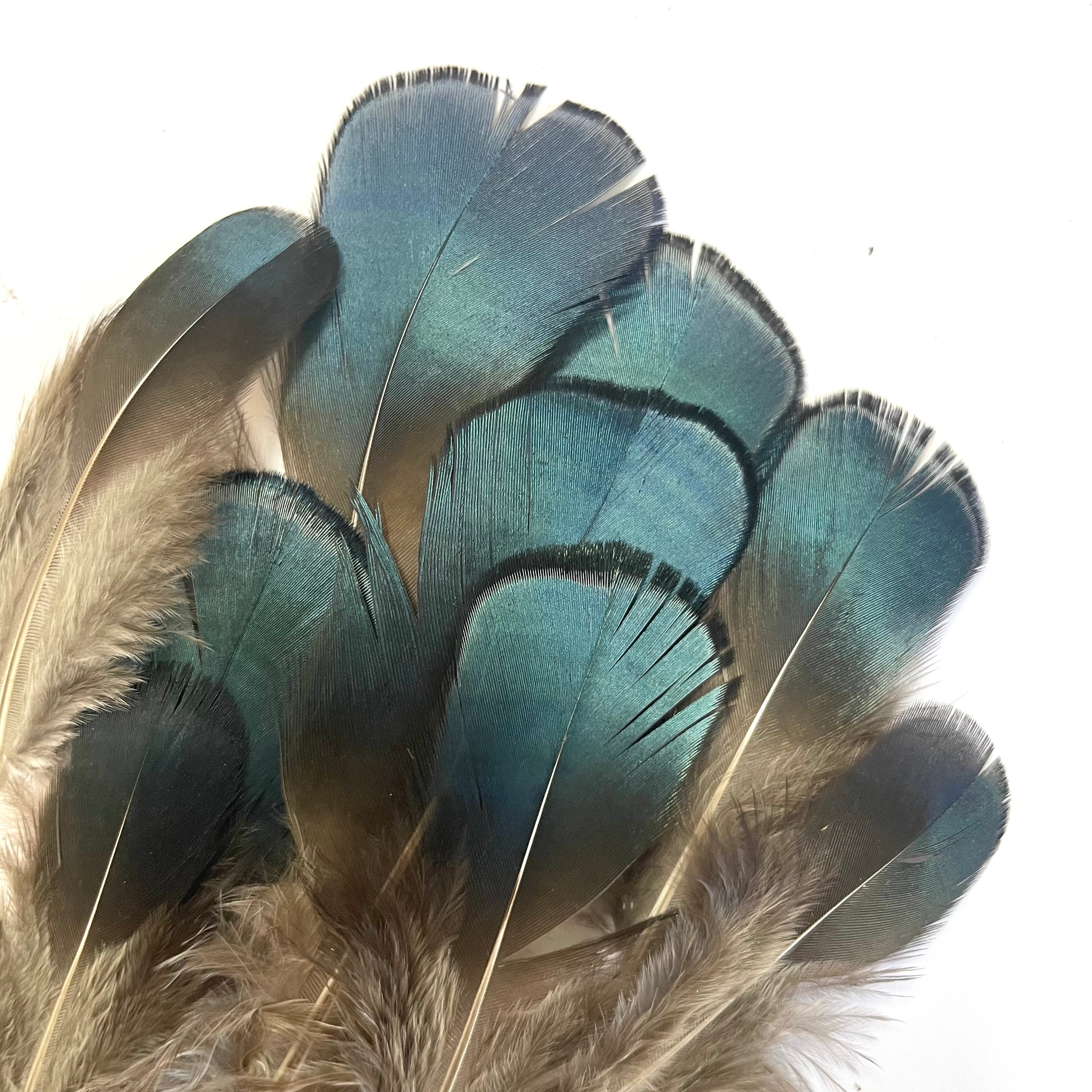 Natural Lady Amherst Jewel BLUE Pheasant Feather Plumage x 10pcs