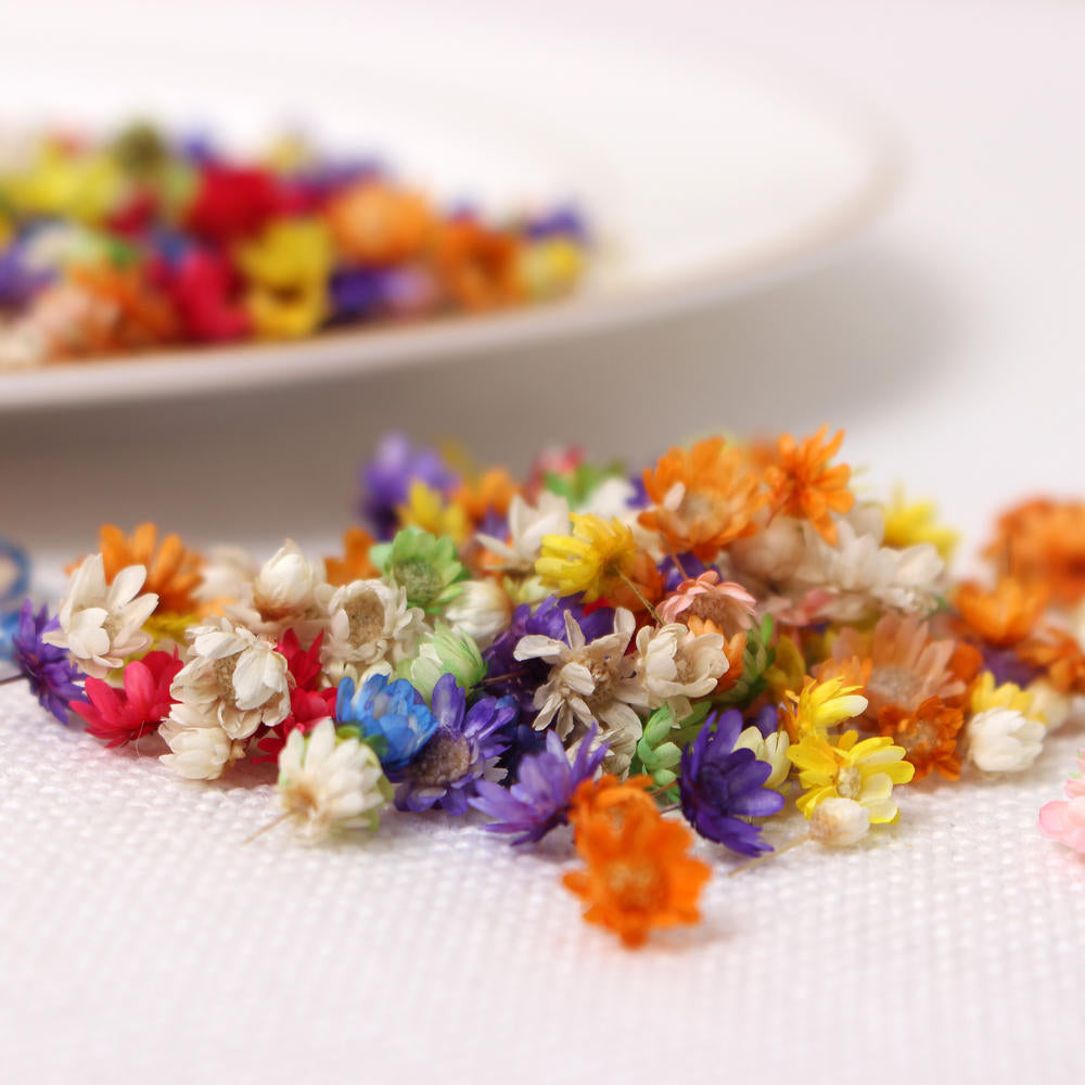 Natural Dry Mini Daisy Flower Heads 200pcs - Assorted Colours