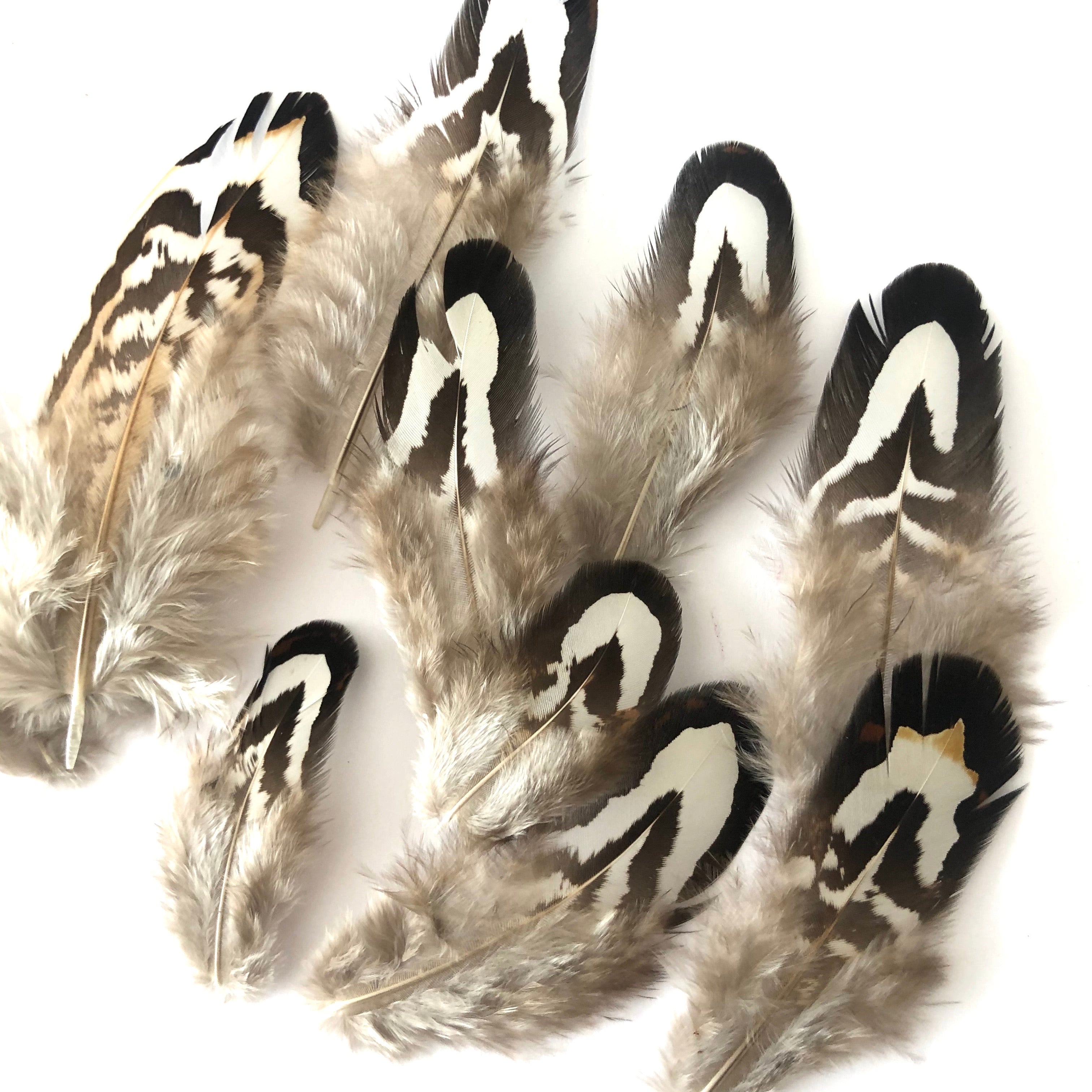 Natural Black White Reeves Pheasant Feather Plumage x 10pcs