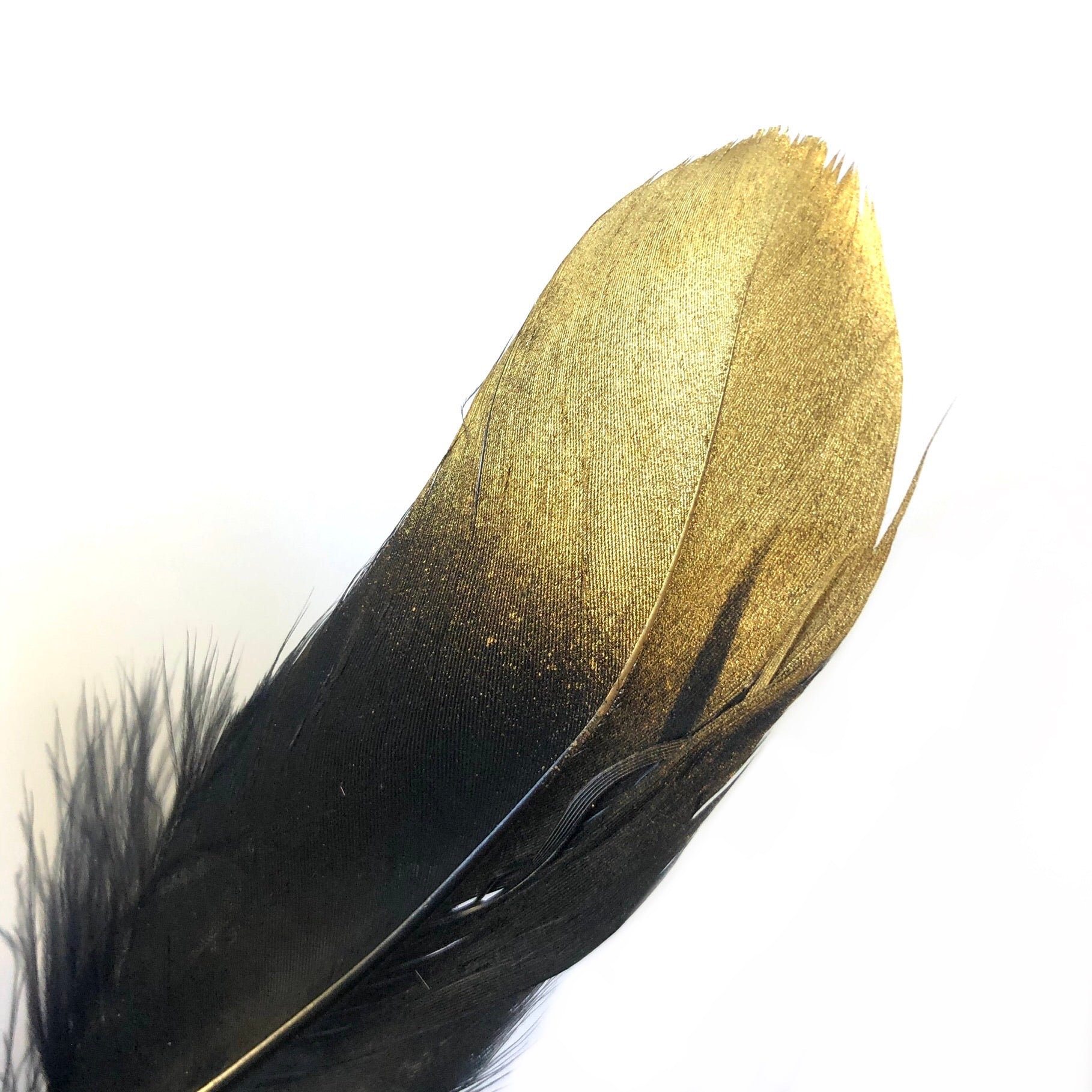 Goose Pointer Feather Gold Tipped x 10 pcs - Black - Style 22