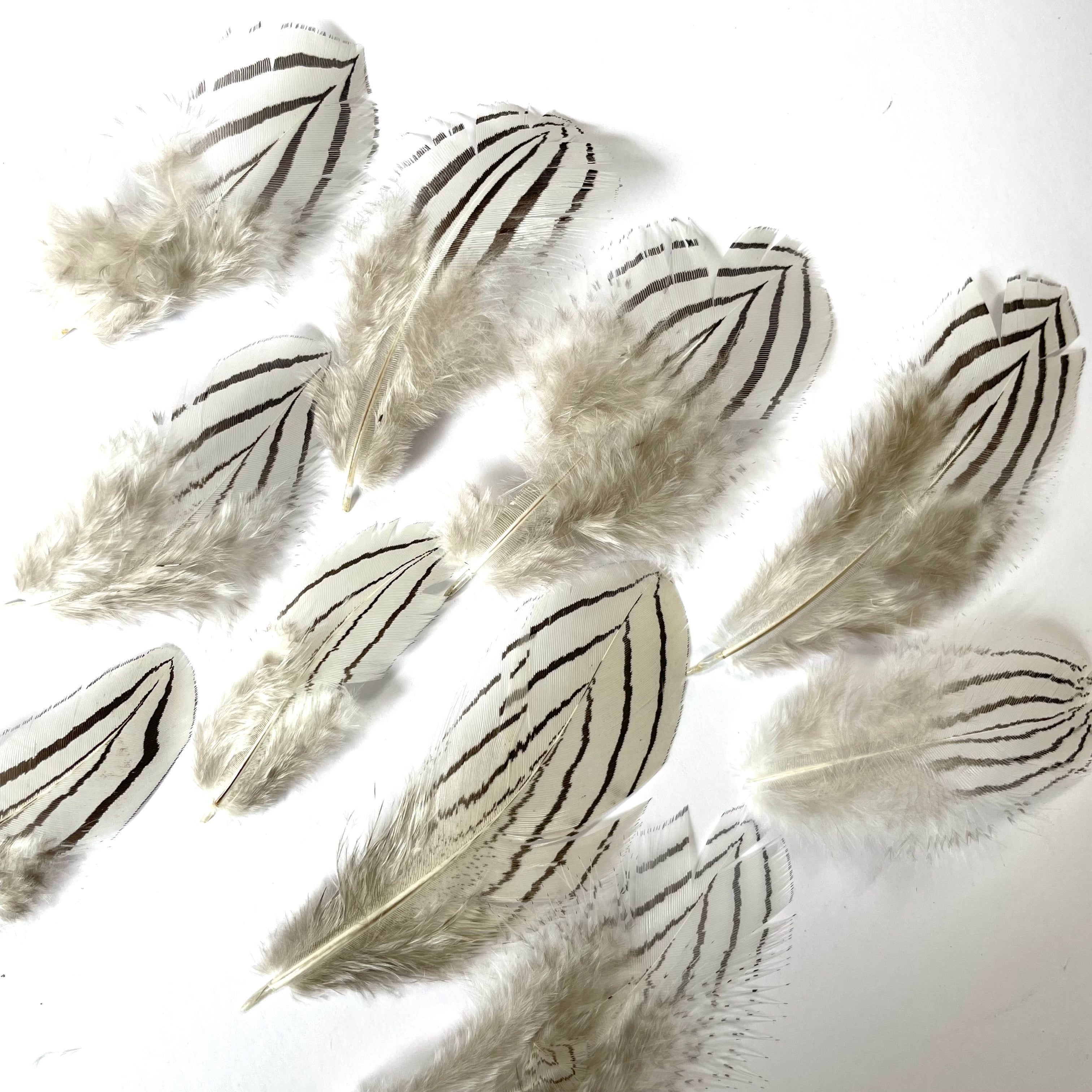 Natural Silver Pheasant Body Feather Plumage x 10pcs