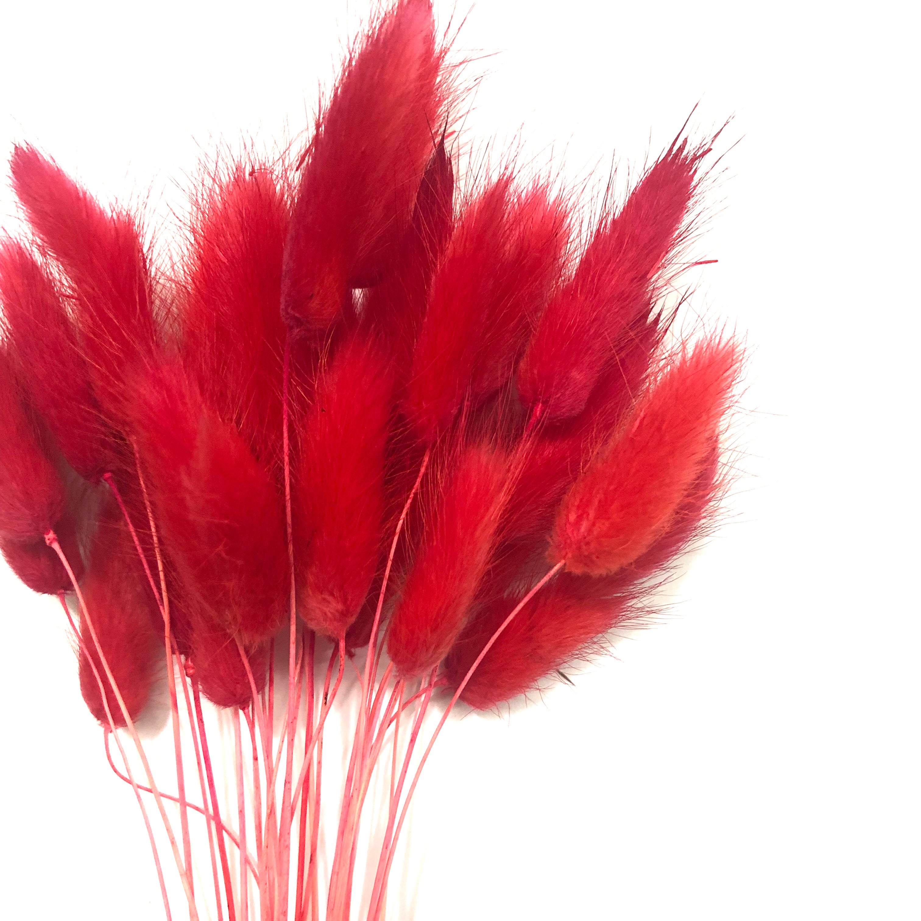 Natural Dried Rabbit Tail Grass Flower Stem Bunch - Red