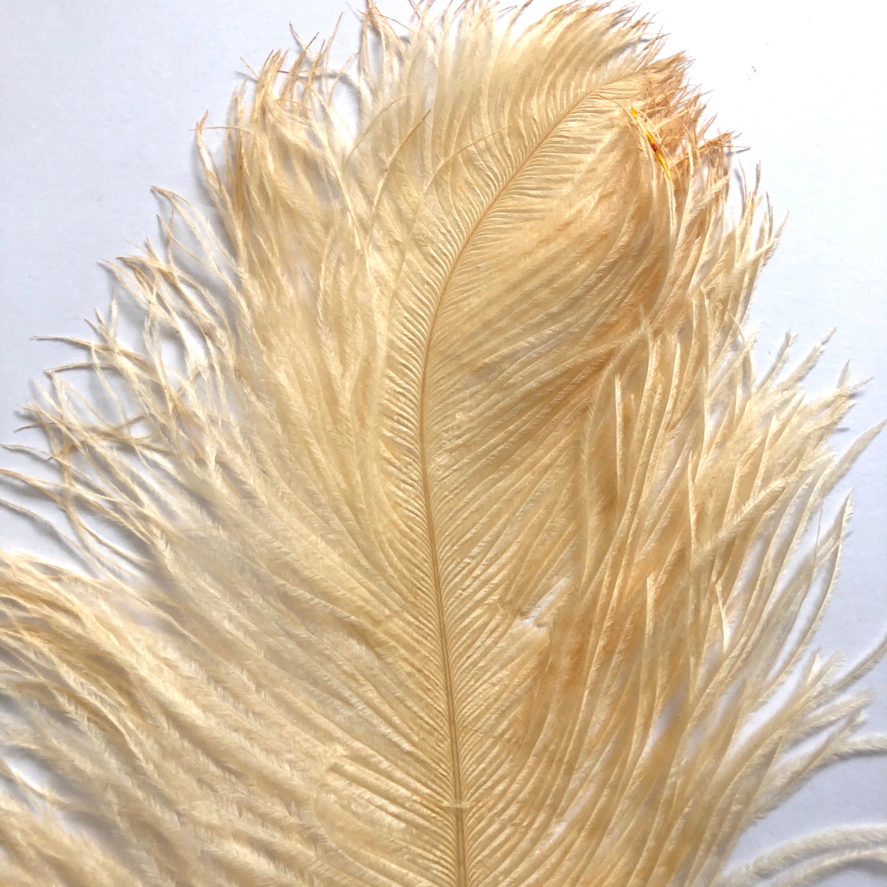 Ostrich Feather Drab 27-32cm x 5 pcs - Soft Apricot ((SECONDS))