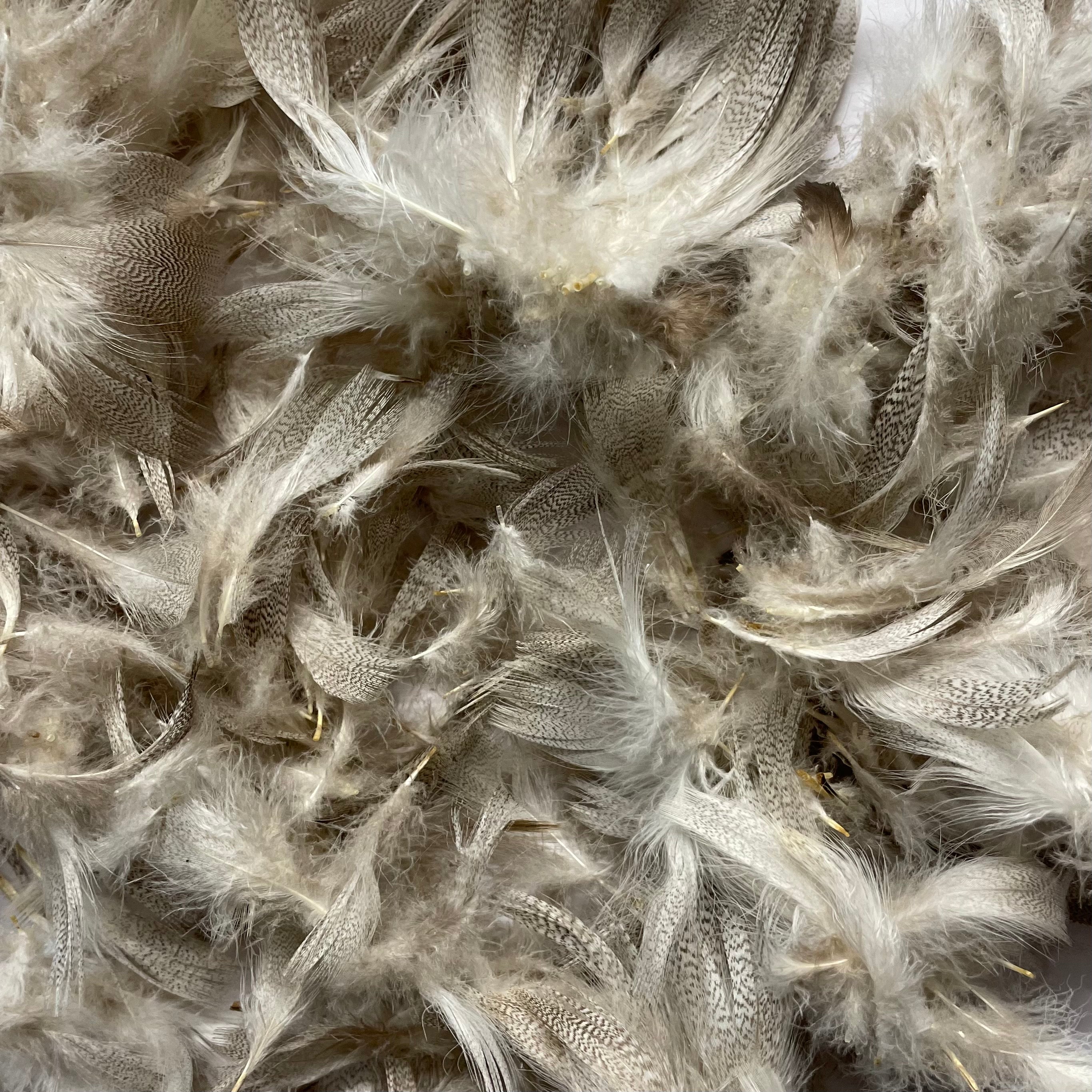 Natural Mottled Mallard Duck Feather Plumage Pack of 10 grams