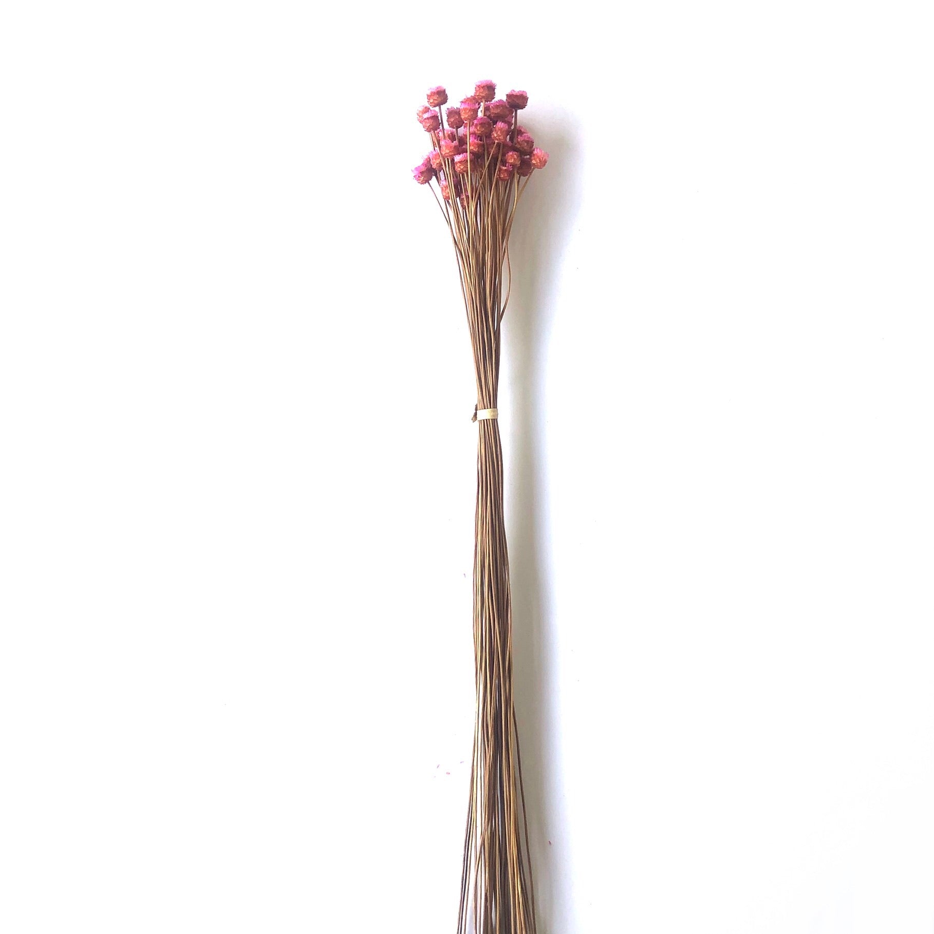 Natural Dry Mini Happy Flower Stems - Pink