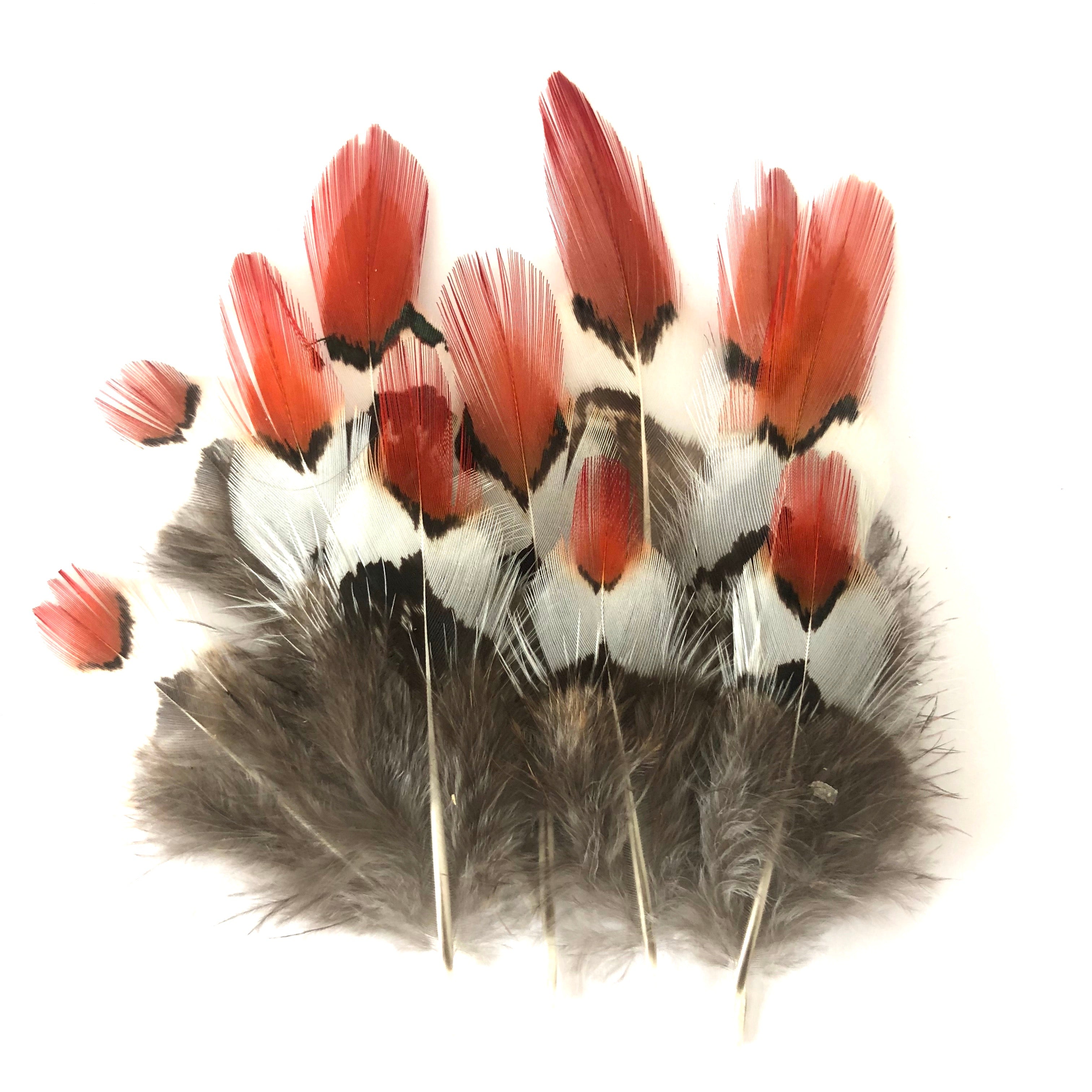 Natural Orange Tipped Lady Amherst Pheasant Feather Plumage x 10pcs