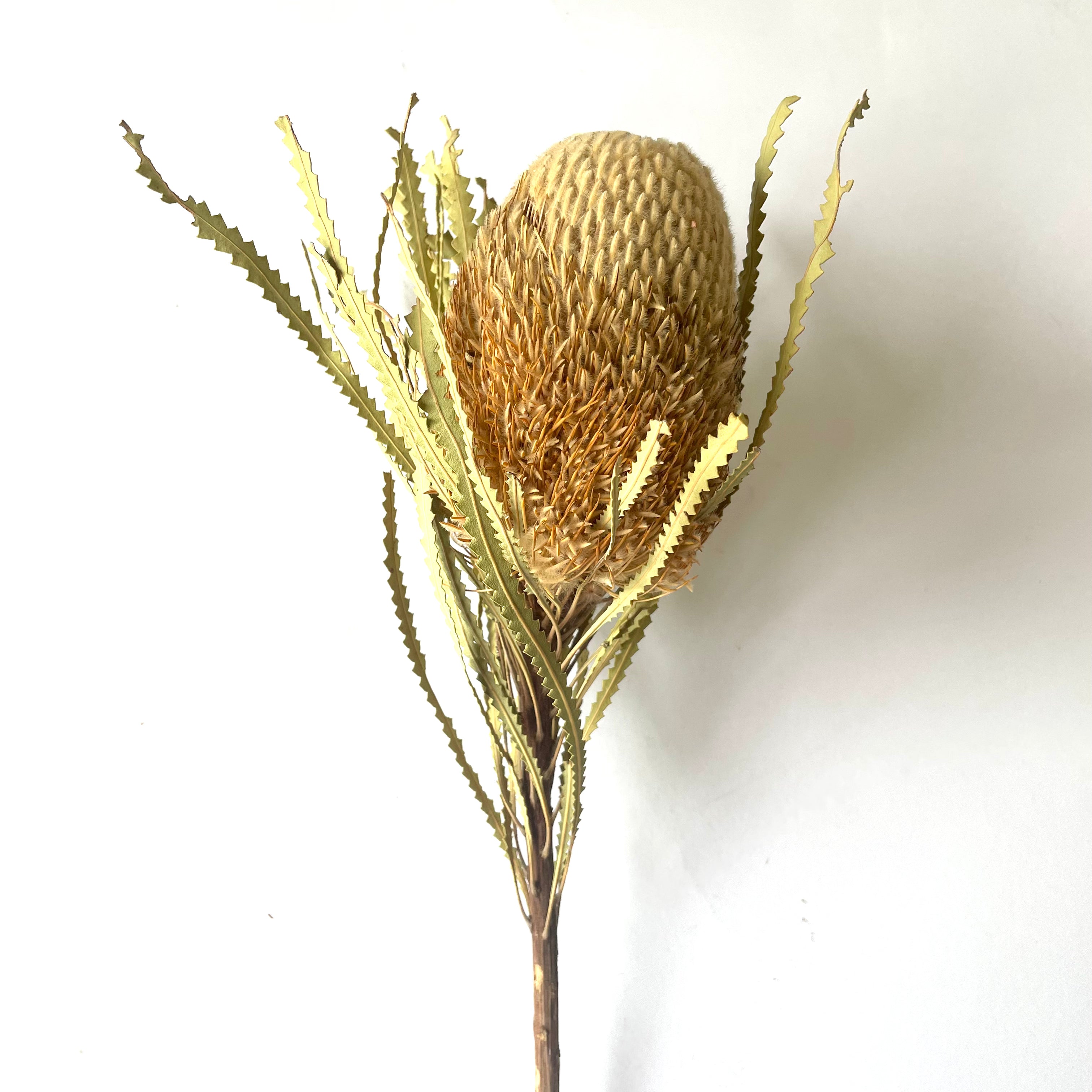 Australian Native Natural Dried Banksia Hookeriana Flower - Natural