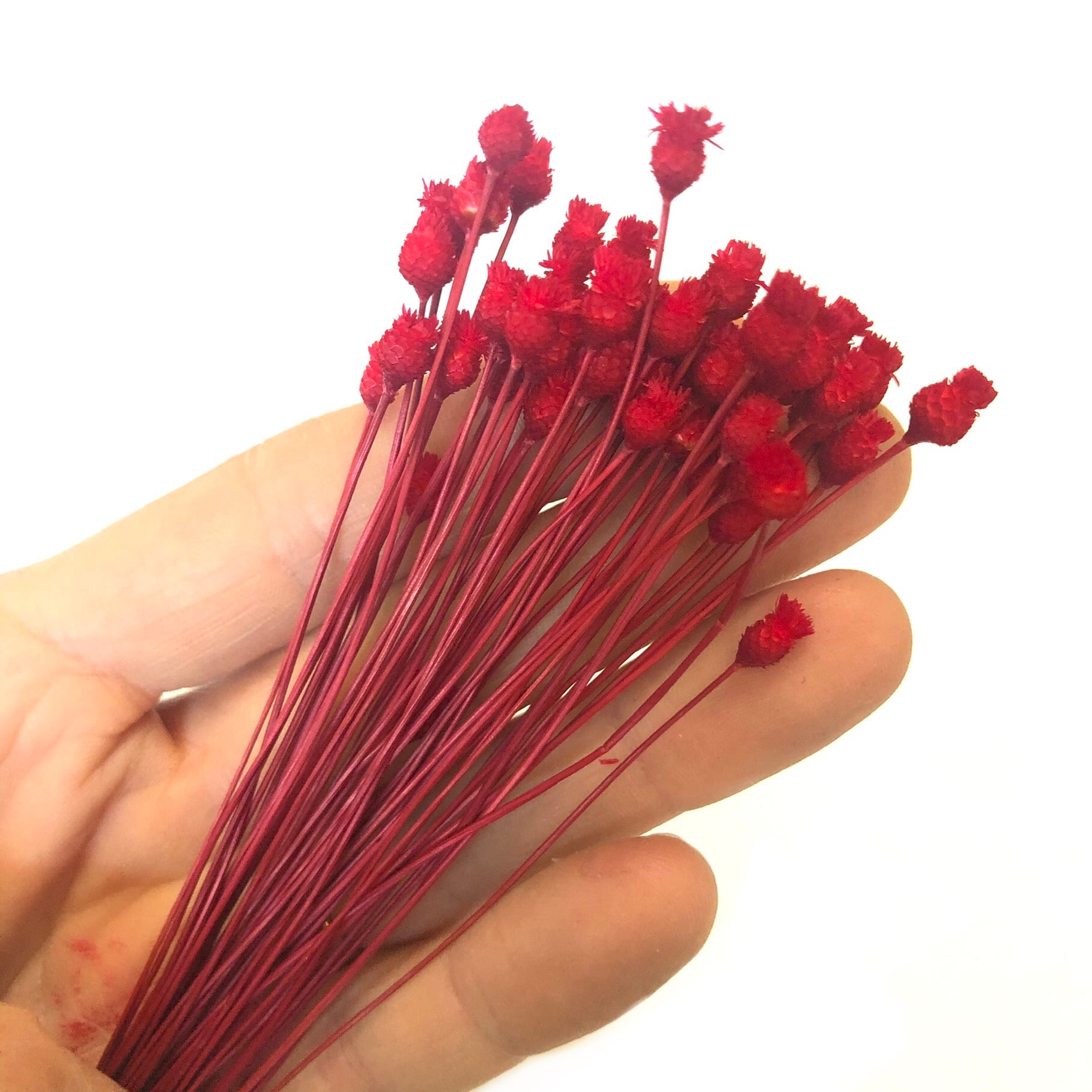 Natural Dry Mini Happy Flower Stems - Red