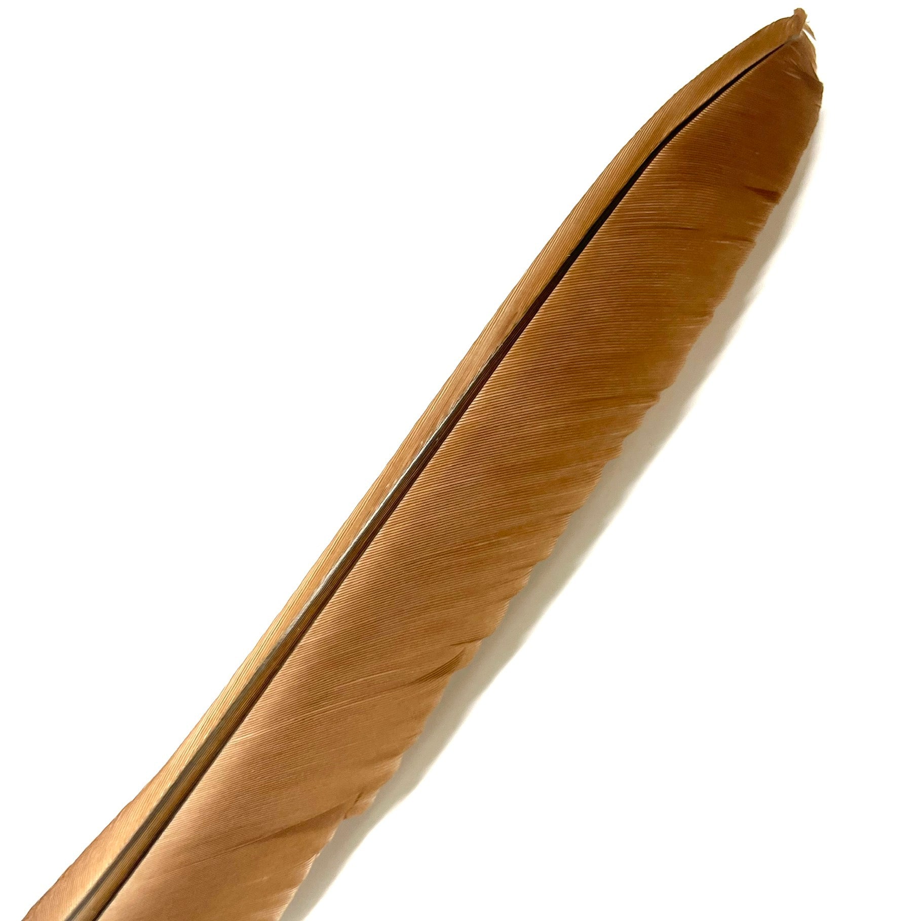 Natural Tan Brown Turkey Pointer Flight Wing Quill Feather
