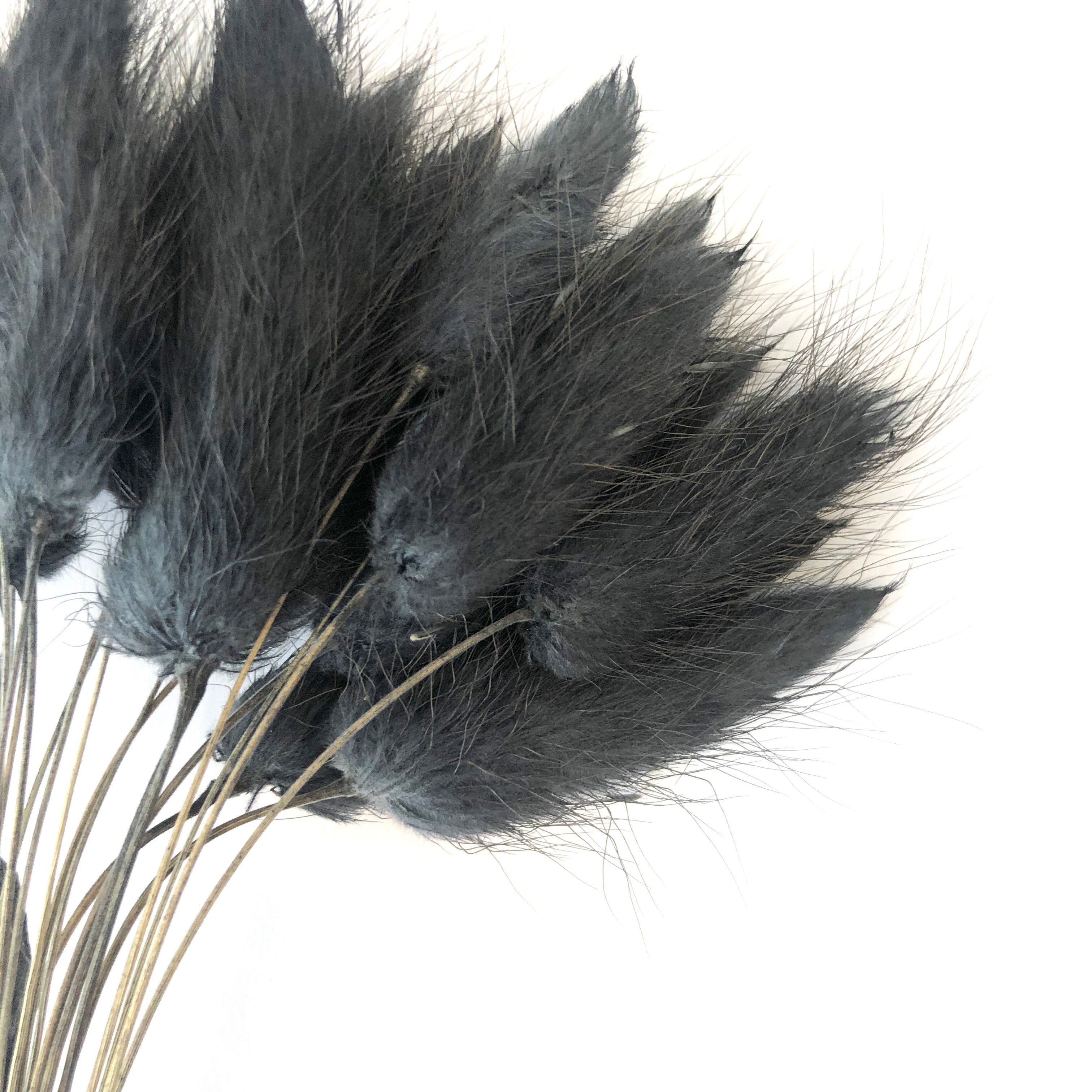 Natural Dried Rabbit Tail Grass Flower Stem Bunch - Black
