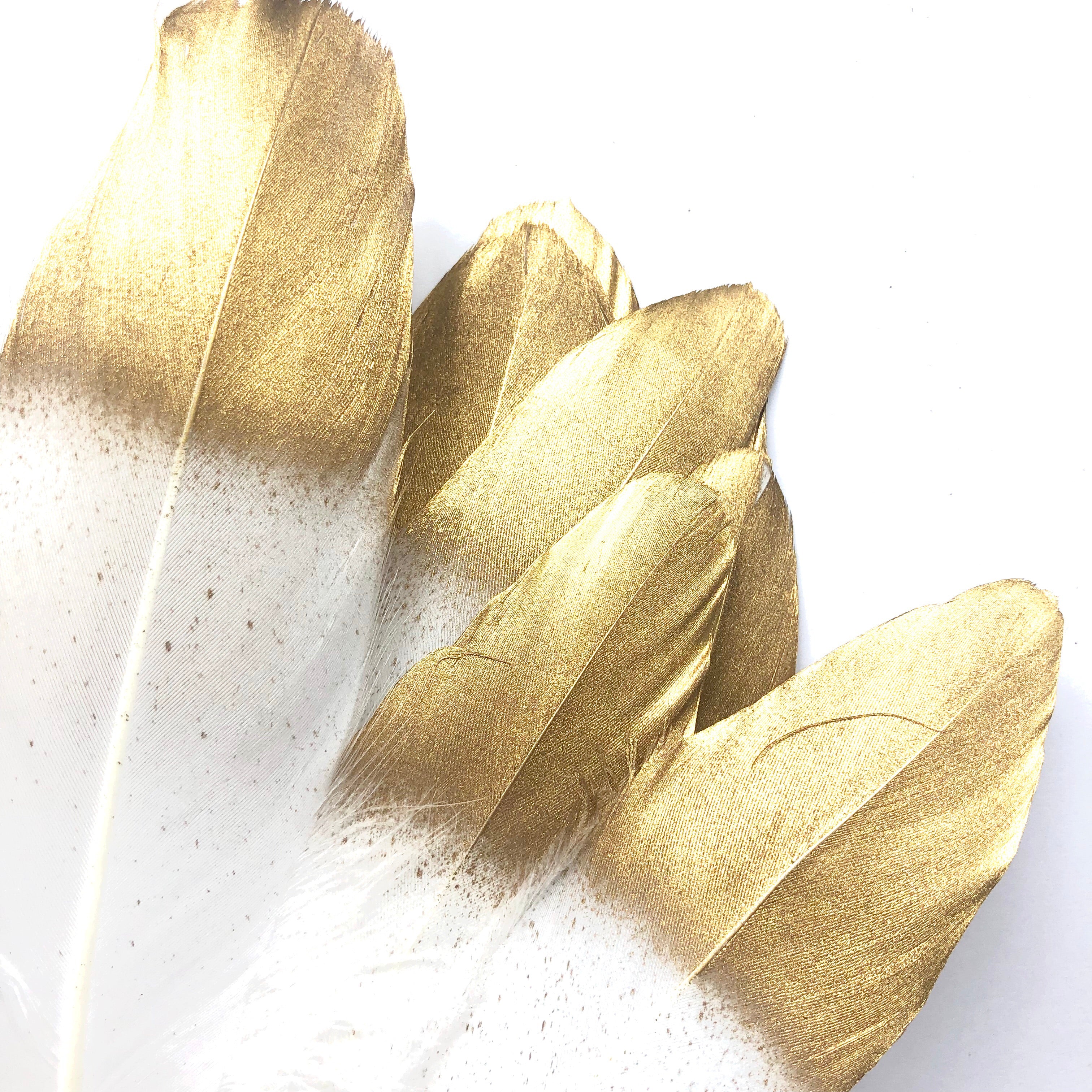Goose Pointer Feather Gold Tipped x 10 pcs - White - Style 24