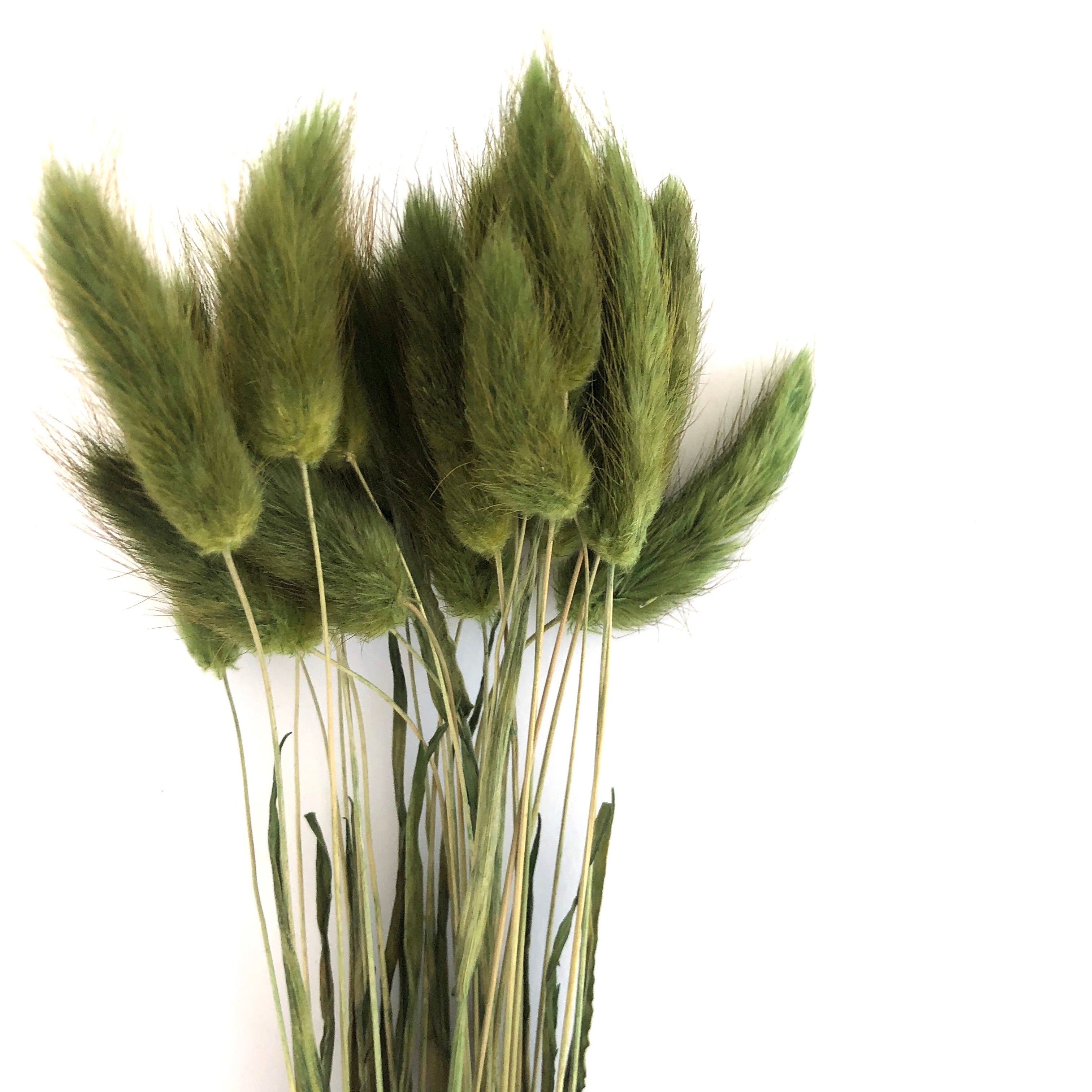 Natural Dried Rabbit Tail Grass Flower Stem Bunch - Olive