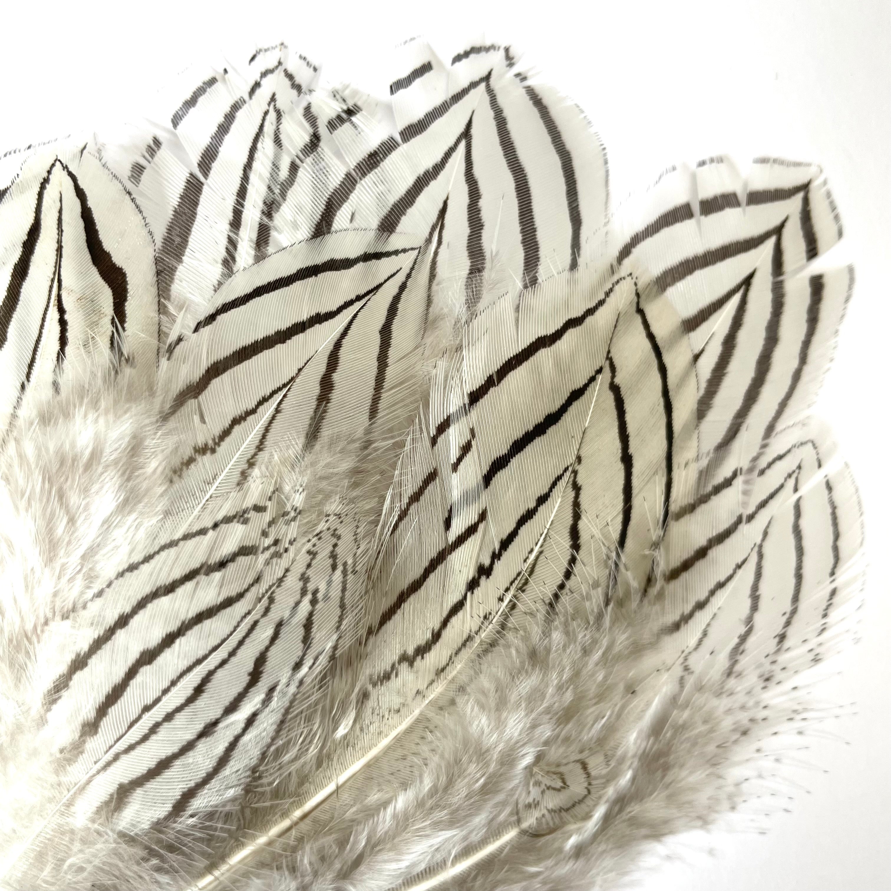 Natural Silver Pheasant Body Feather Plumage x 10pcs