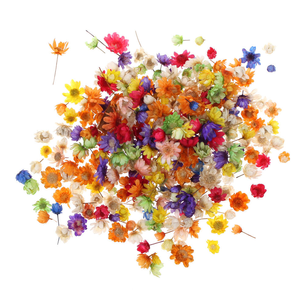 Natural Dry Mini Daisy Flower Heads 200pcs - Assorted Colours