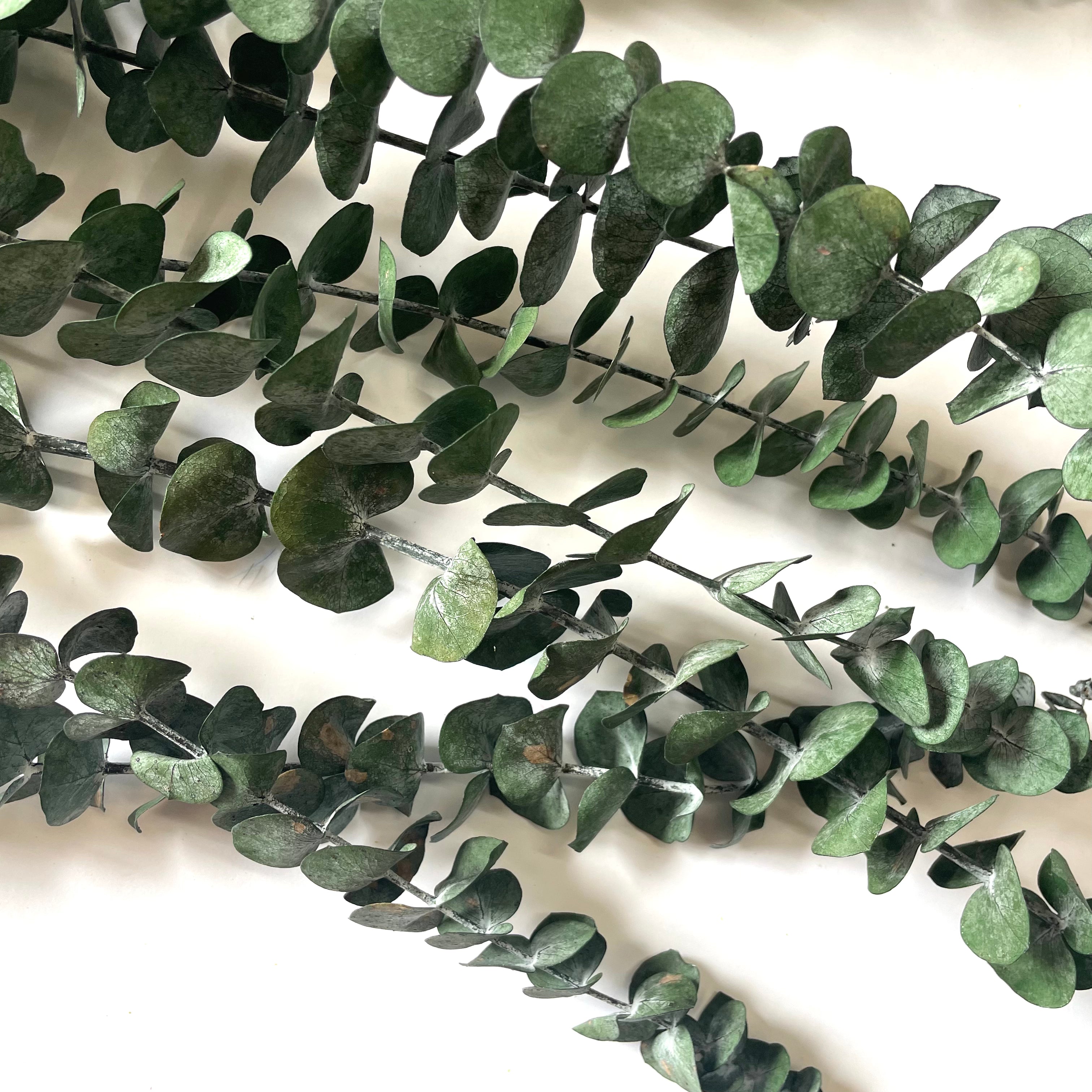 Australian Native Preserved Eucalyptus Spinning Gum - Green