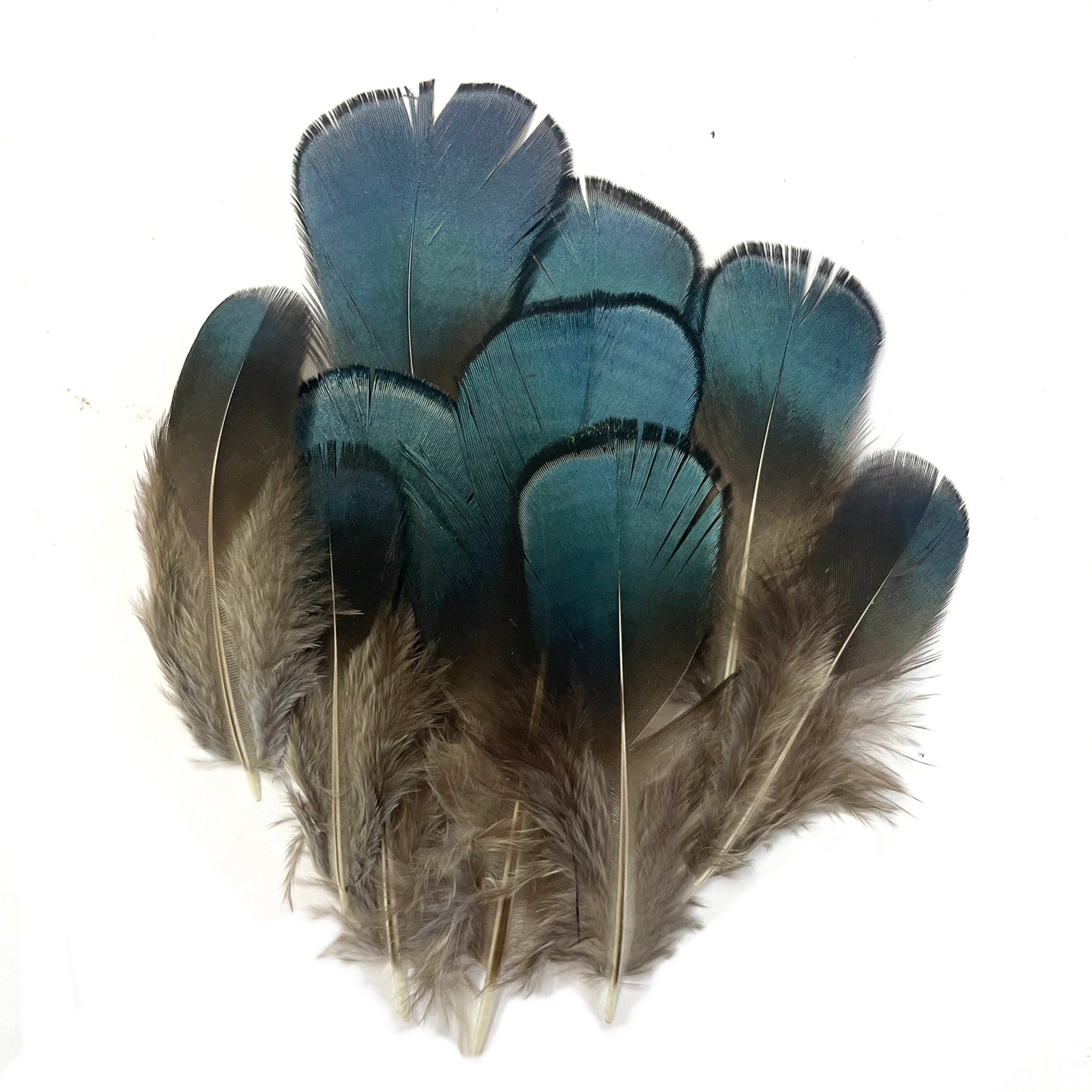 Natural Lady Amherst Jewel BLUE Pheasant Feather Plumage x 10pcs