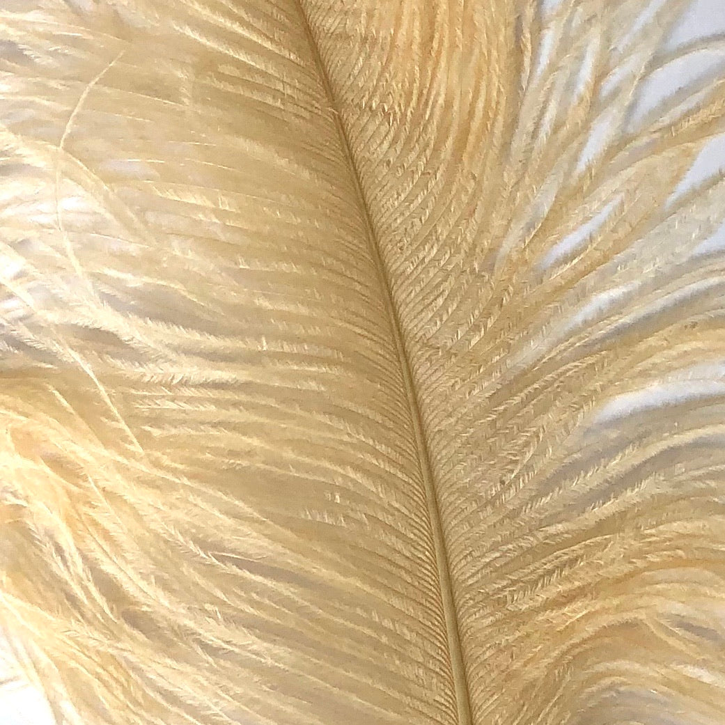 Ostrich Wing Feather Plumes 60-65cm (24-26") - Soft Apricot