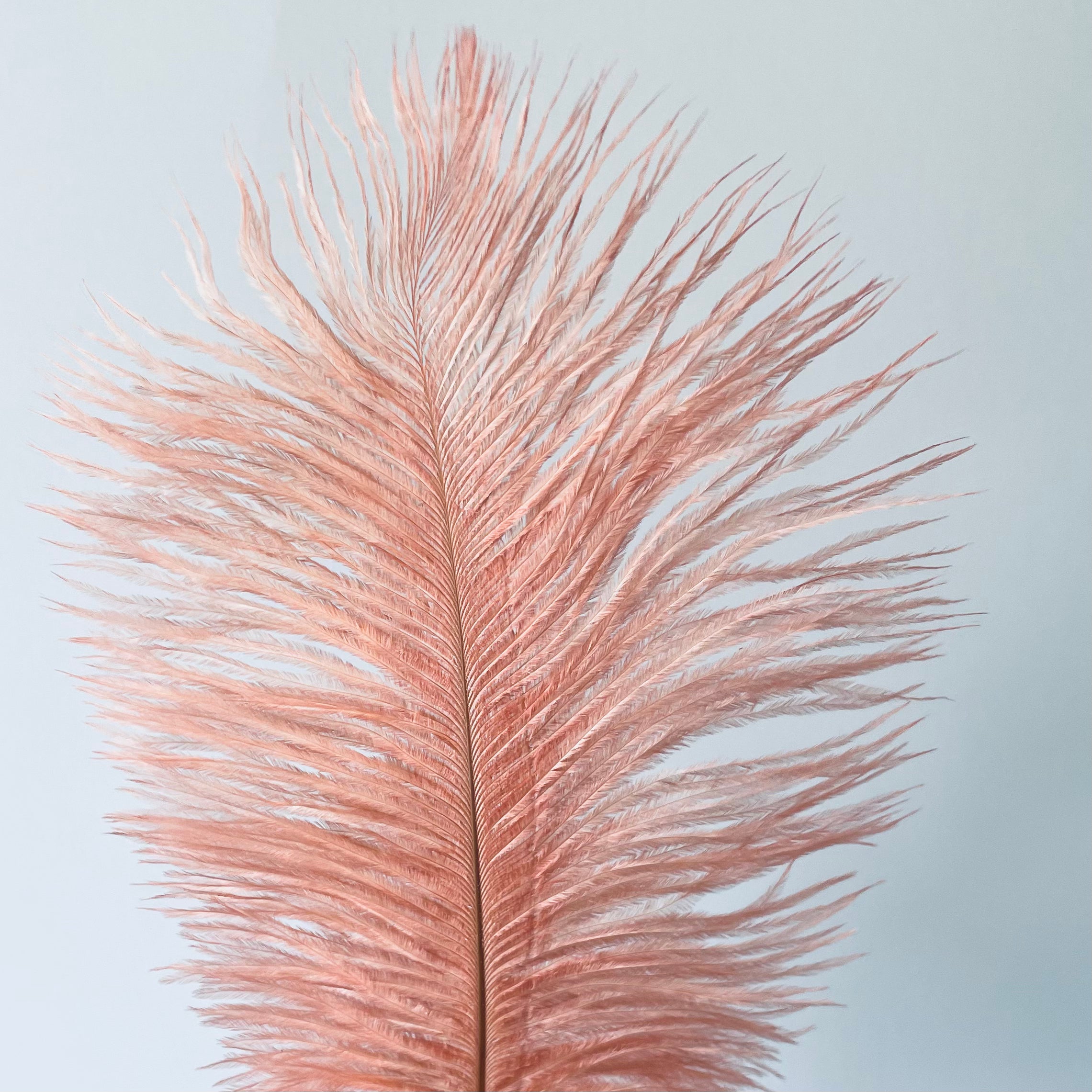 Ostrich Drab Feather 27-32cm - Coral