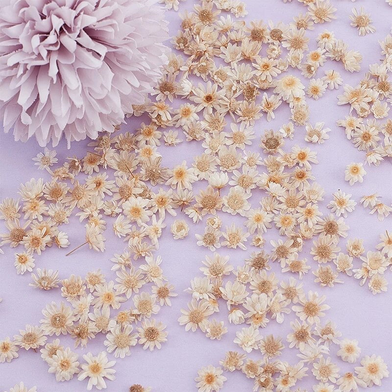 Natural Dry Mini Daisy Flower Heads 200pcs - White