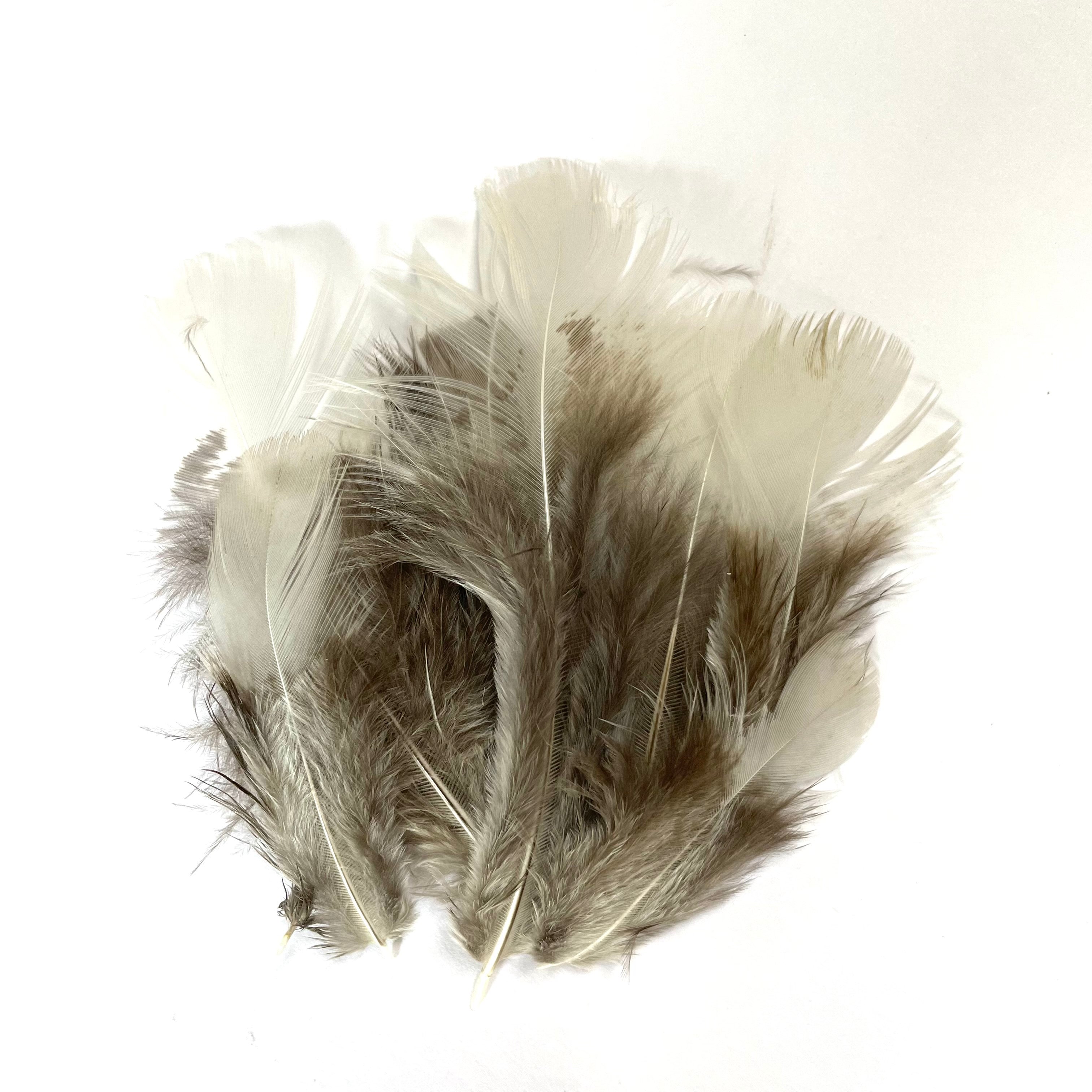Natural Grey White Pheasant Feather Plumage x 10pcs