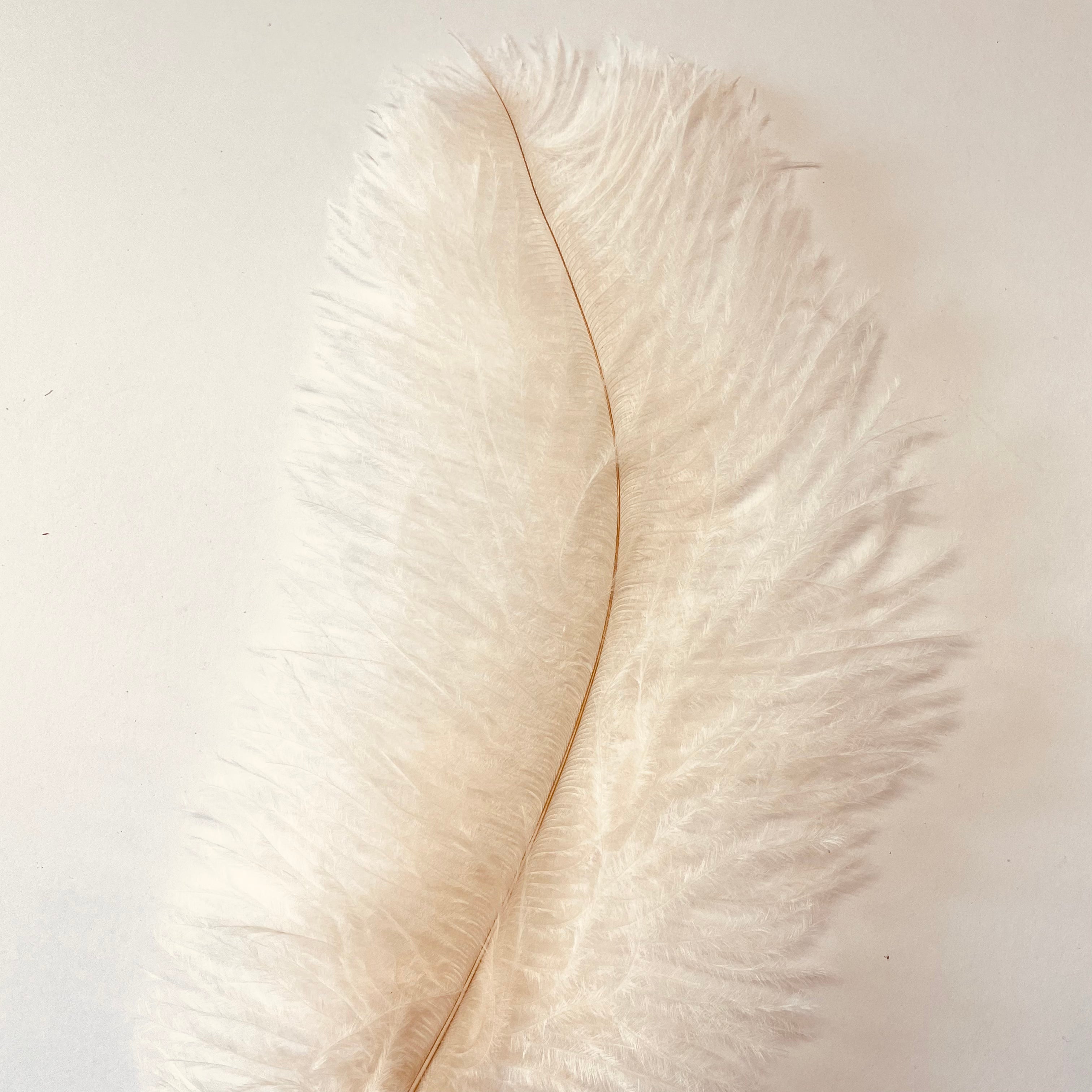 Ostrich Blondine Feather 25-40cm x 5 pcs - Champagne ((SECONDS))