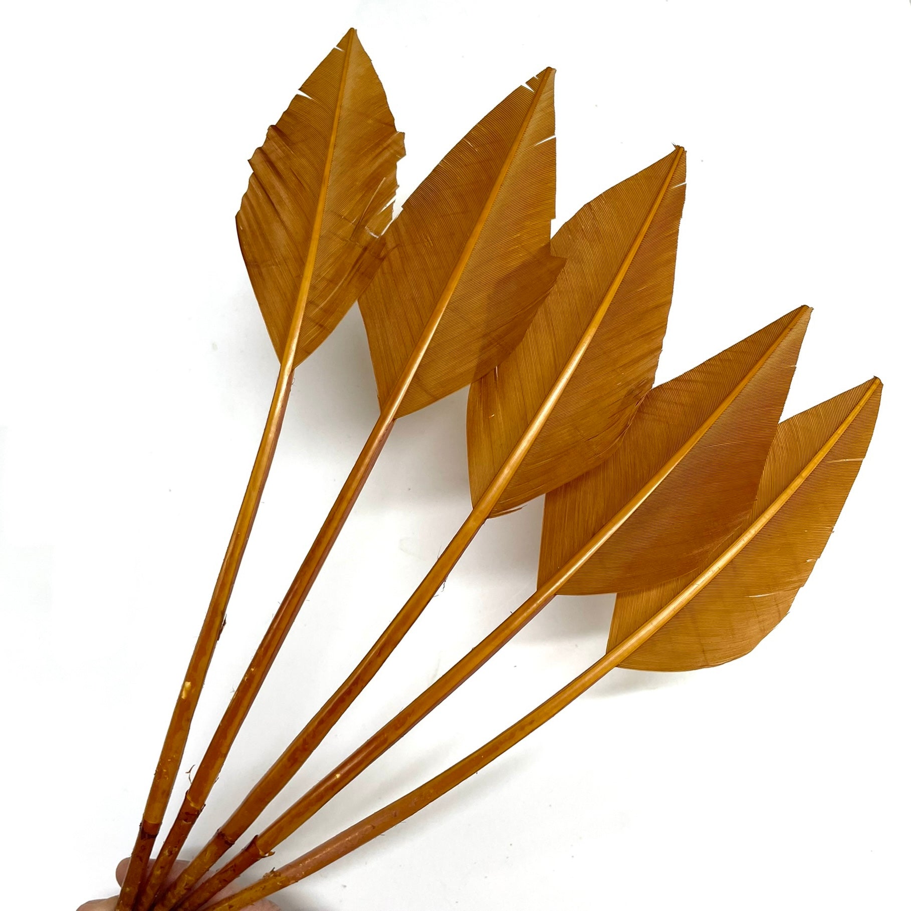 Turkey Wing ARROWHEAD Feather x 5 pcs -  Tan Brown