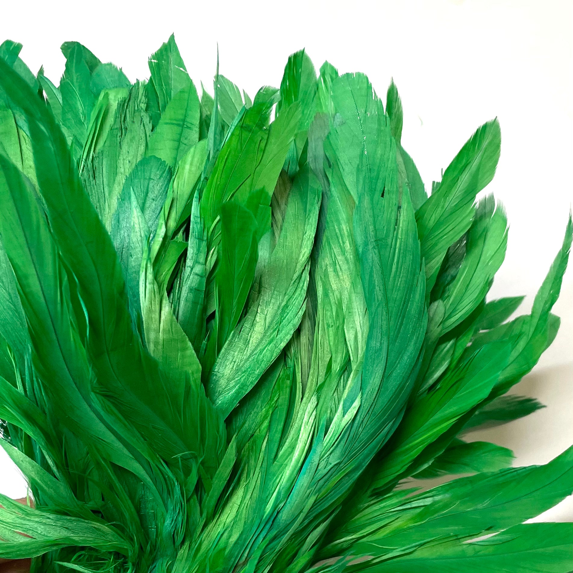 Coque Tail Feathers 8-10" 240mm - 10 grams - Green
