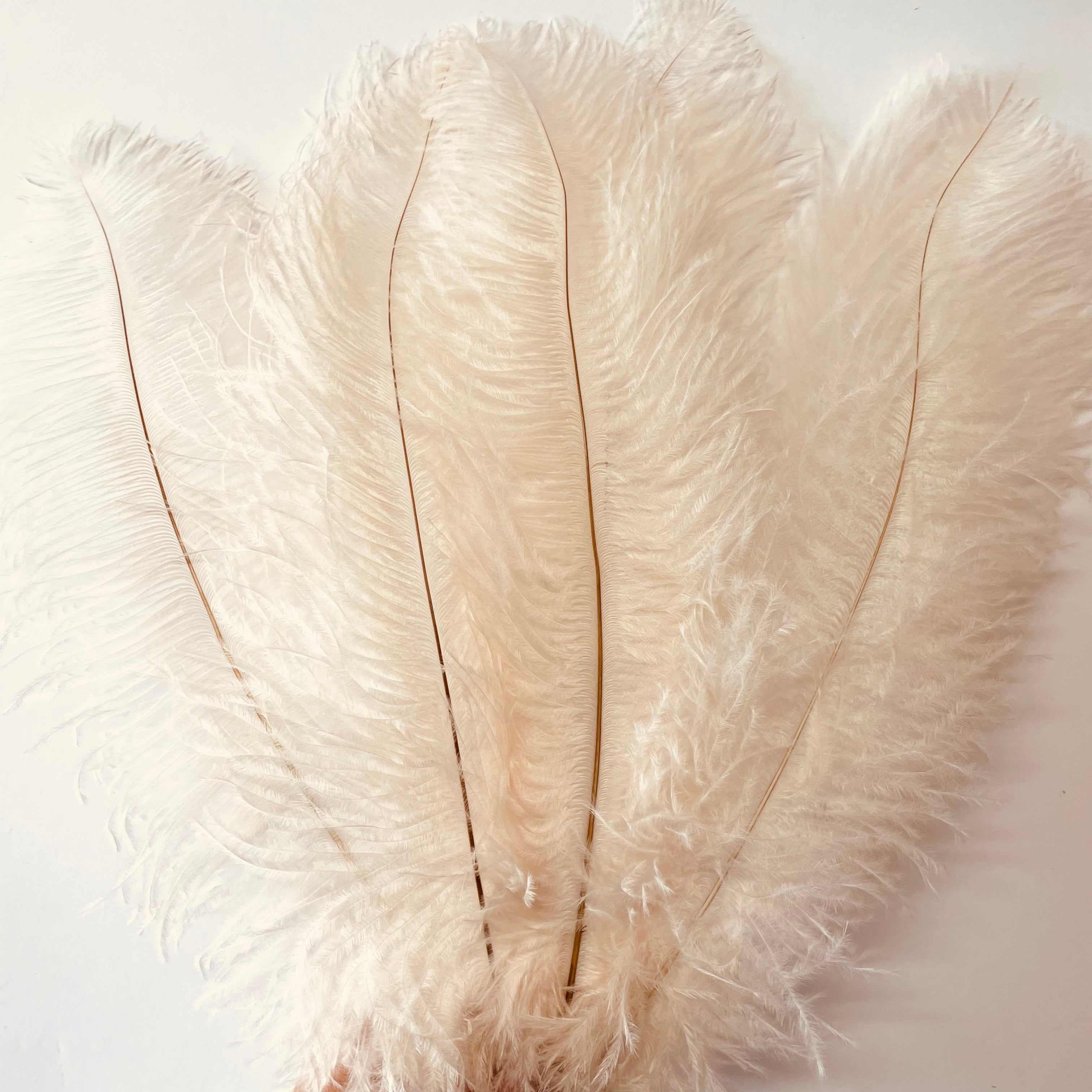 Ostrich Blondine Feather 25-40cm x 5 pcs - Champagne ((SECONDS))