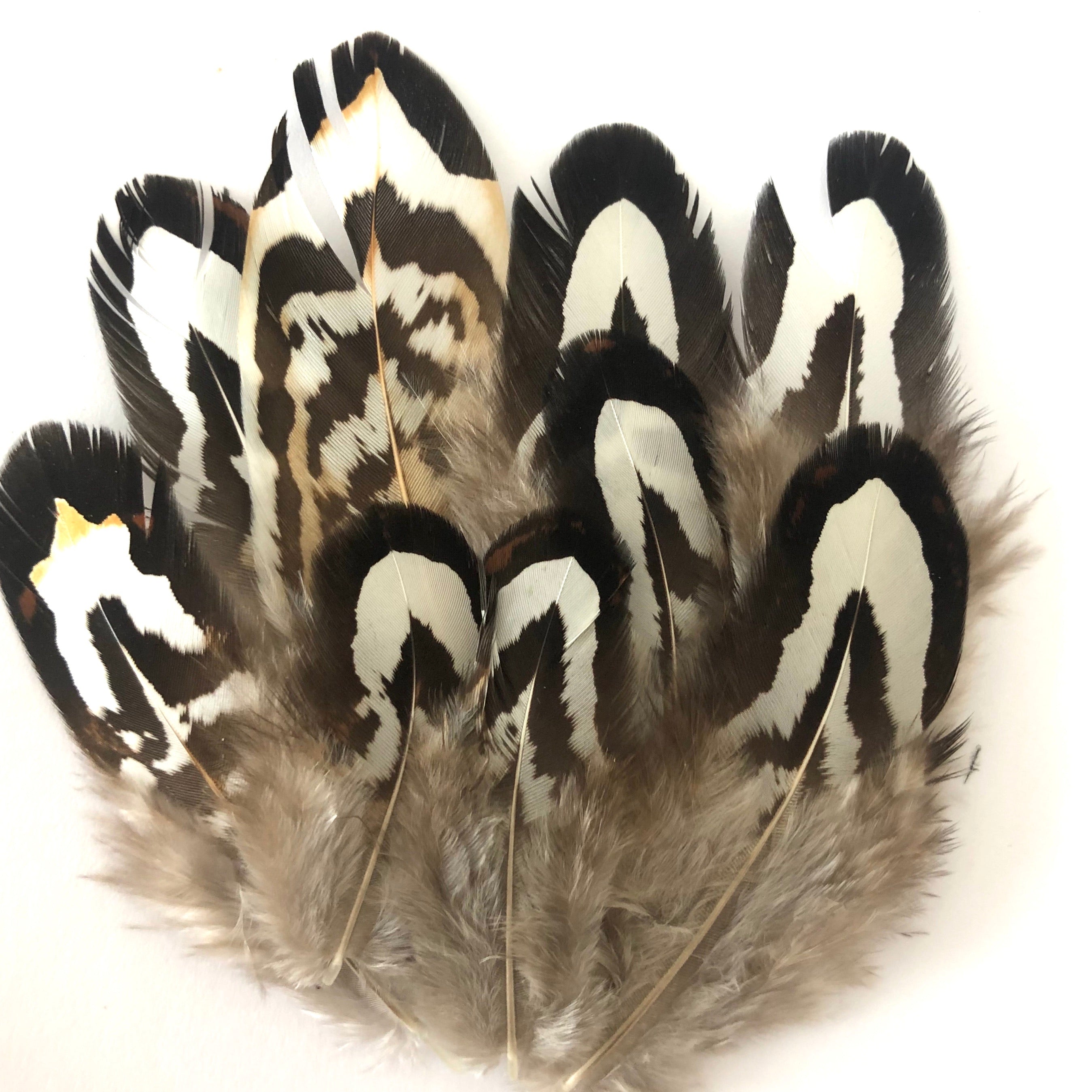 Natural Black White Reeves Pheasant Feather Plumage x 10pcs